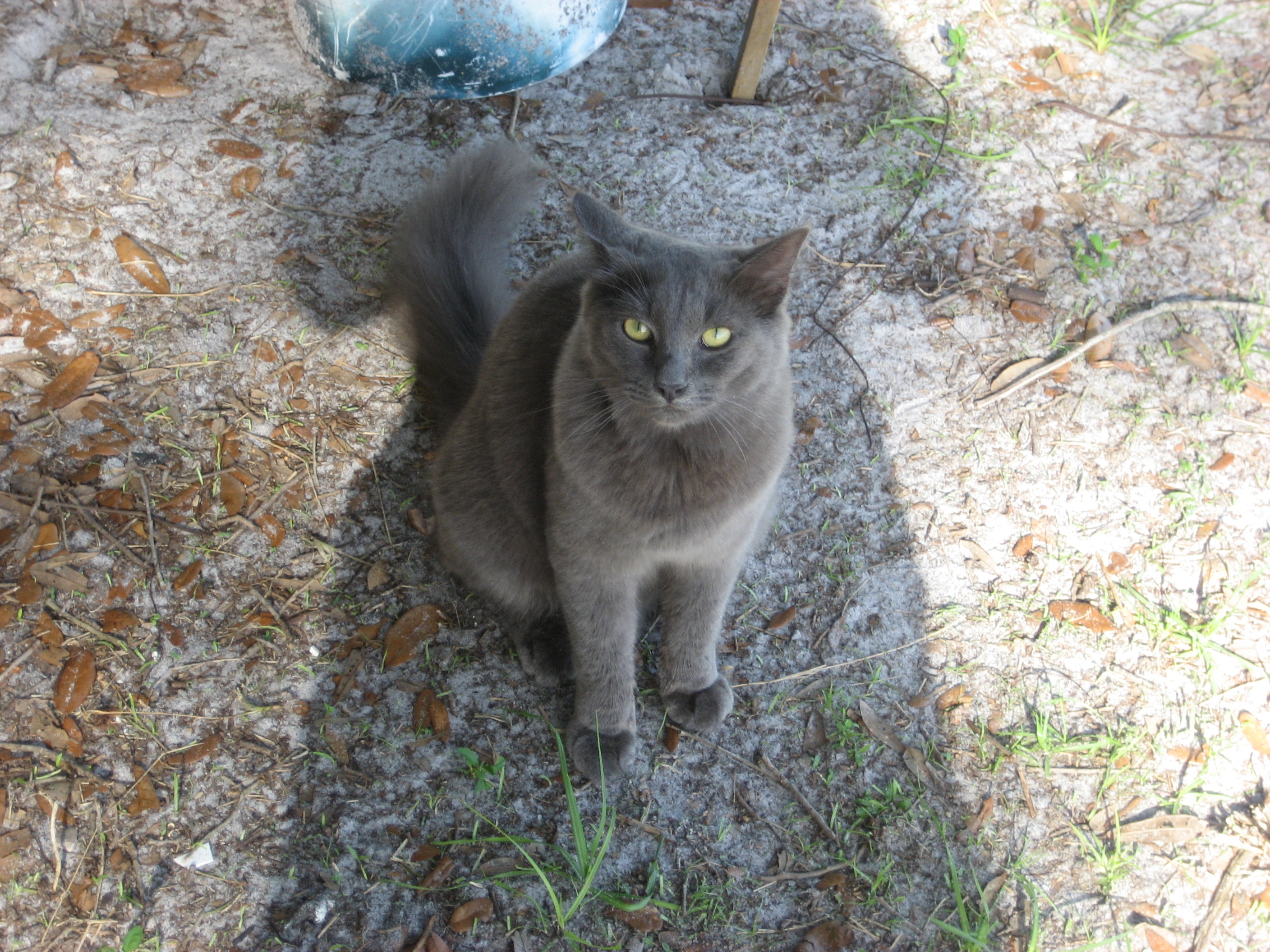 This is Charlie he watches over the girls and lets me know if there is anything going on.LOL he thinks he is a chicken. When I call the chickens he comes too.