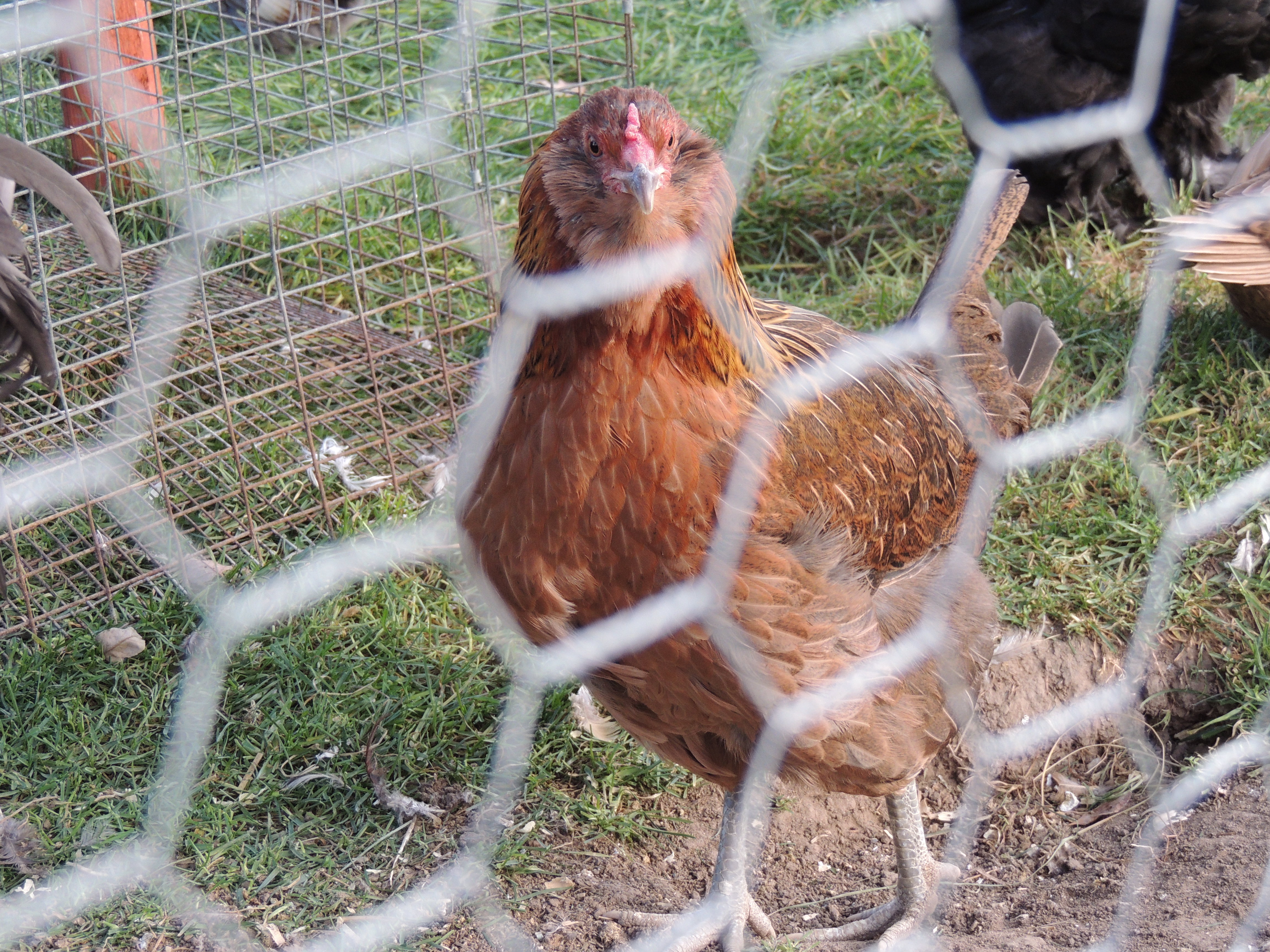 This is  Charlotte a green egg laying Americauna. If anyone wants her I would consider.She does not like to be held,cuddled,herded, just not people friendly. Not mean, just does not care for us at all.