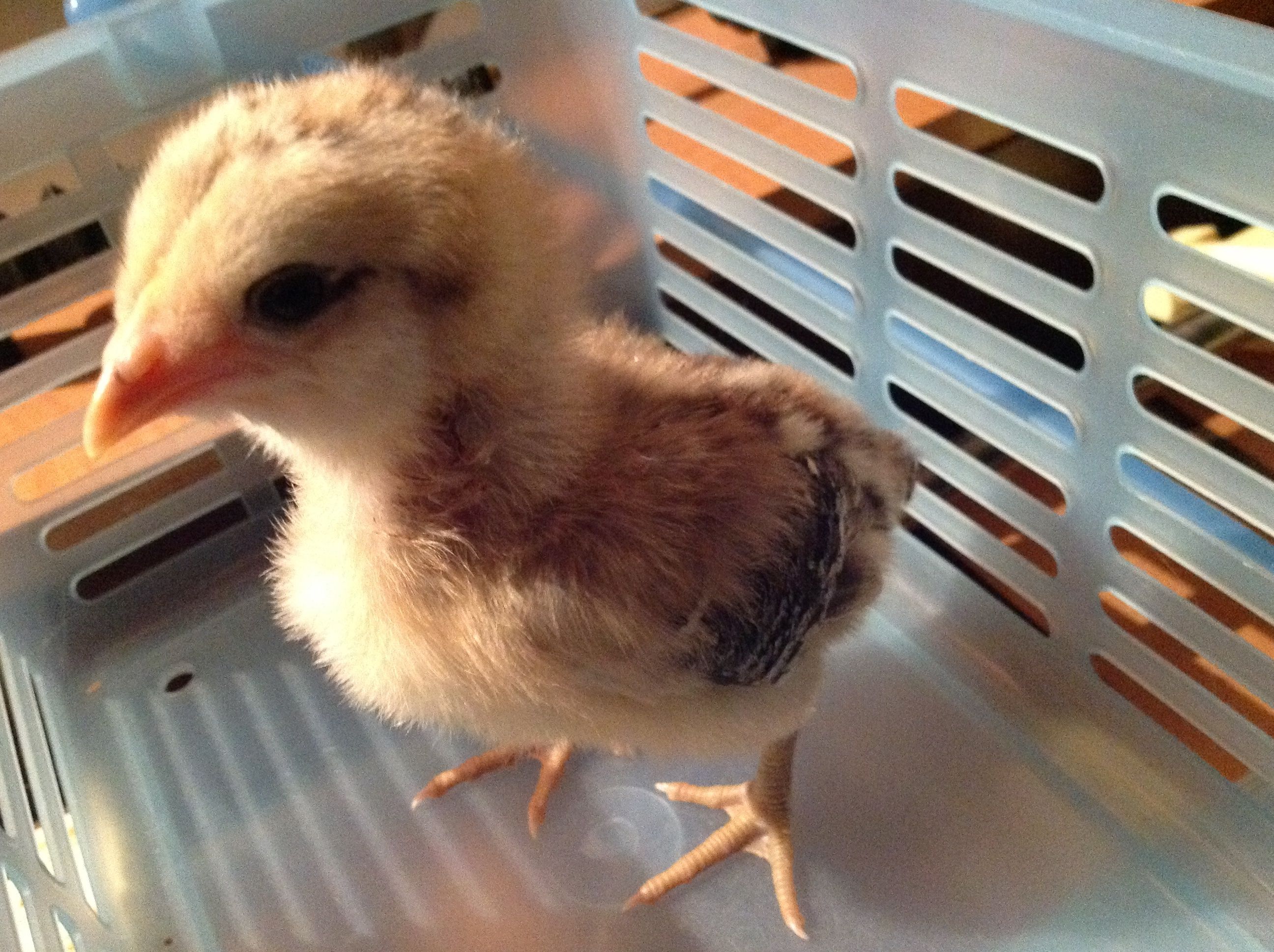 This is Chicken cheeks our Easter egger as a baby....