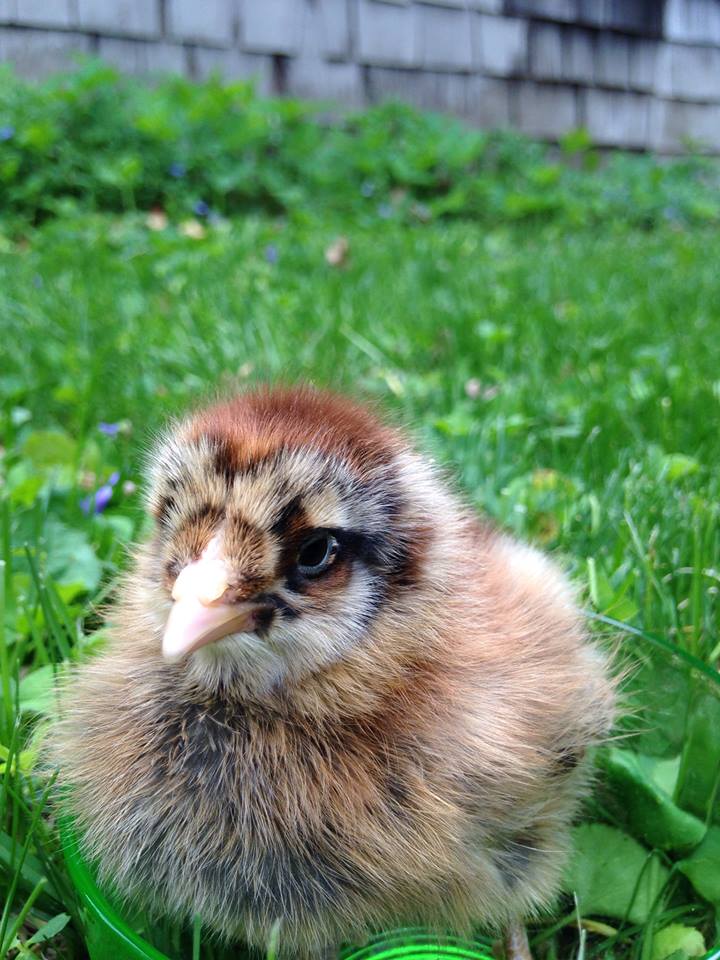 This is "Chixsee" at this pint she is the most assertive and I believe destine to be queen of the coop. the queen turned into a KING!!! :)