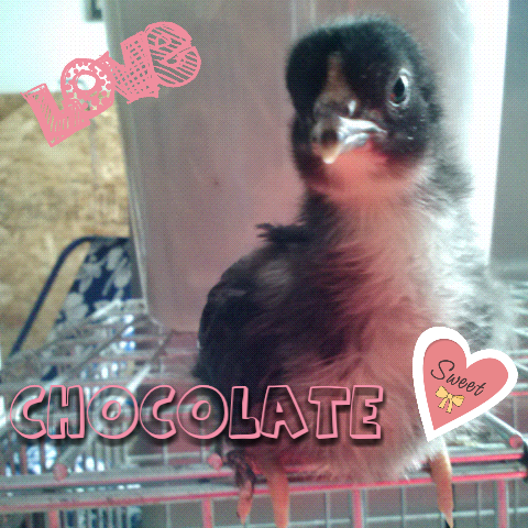 This is Chocolate. He is a sweetie pie. 1 1/2 weeks old