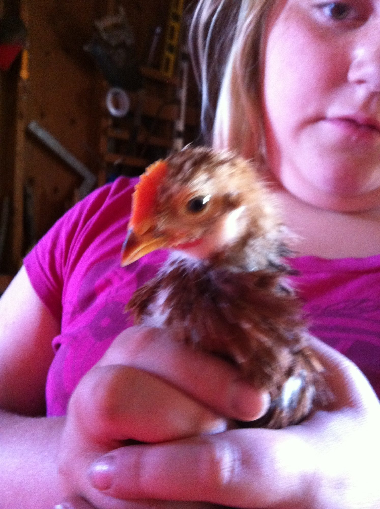 This is churps-a-Lot at about 3 weeks. It's a rhode island red and is the most loving of my chicks. I have a feeling it's a rooster though which if it is I will have no choice but to find him a new home. I just hope it's a girl and that just looks like a boy. Only time will tell.