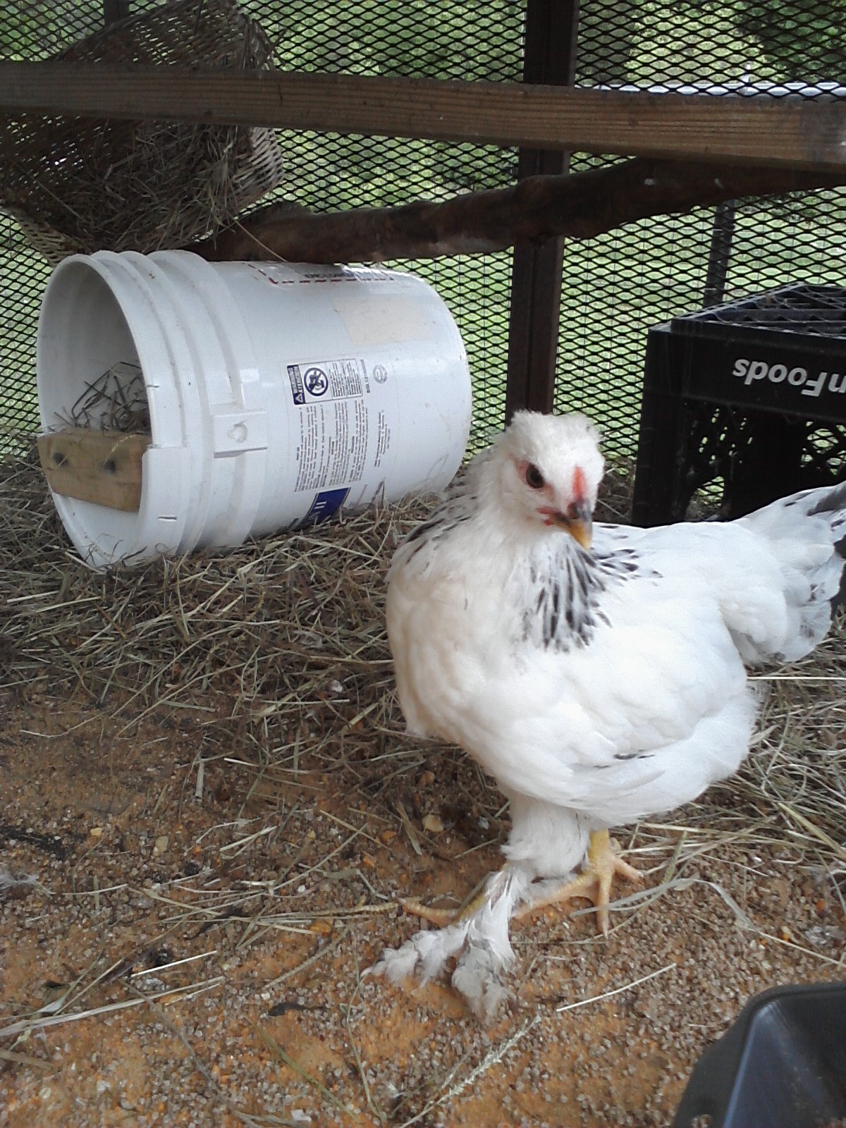 this is cinderalla