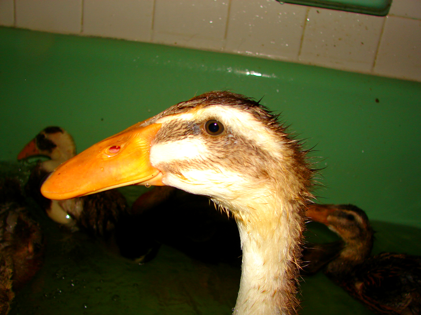 This is Cinnamon.  She her juvenile plumage is almost all in, except for the fuzz remnants.