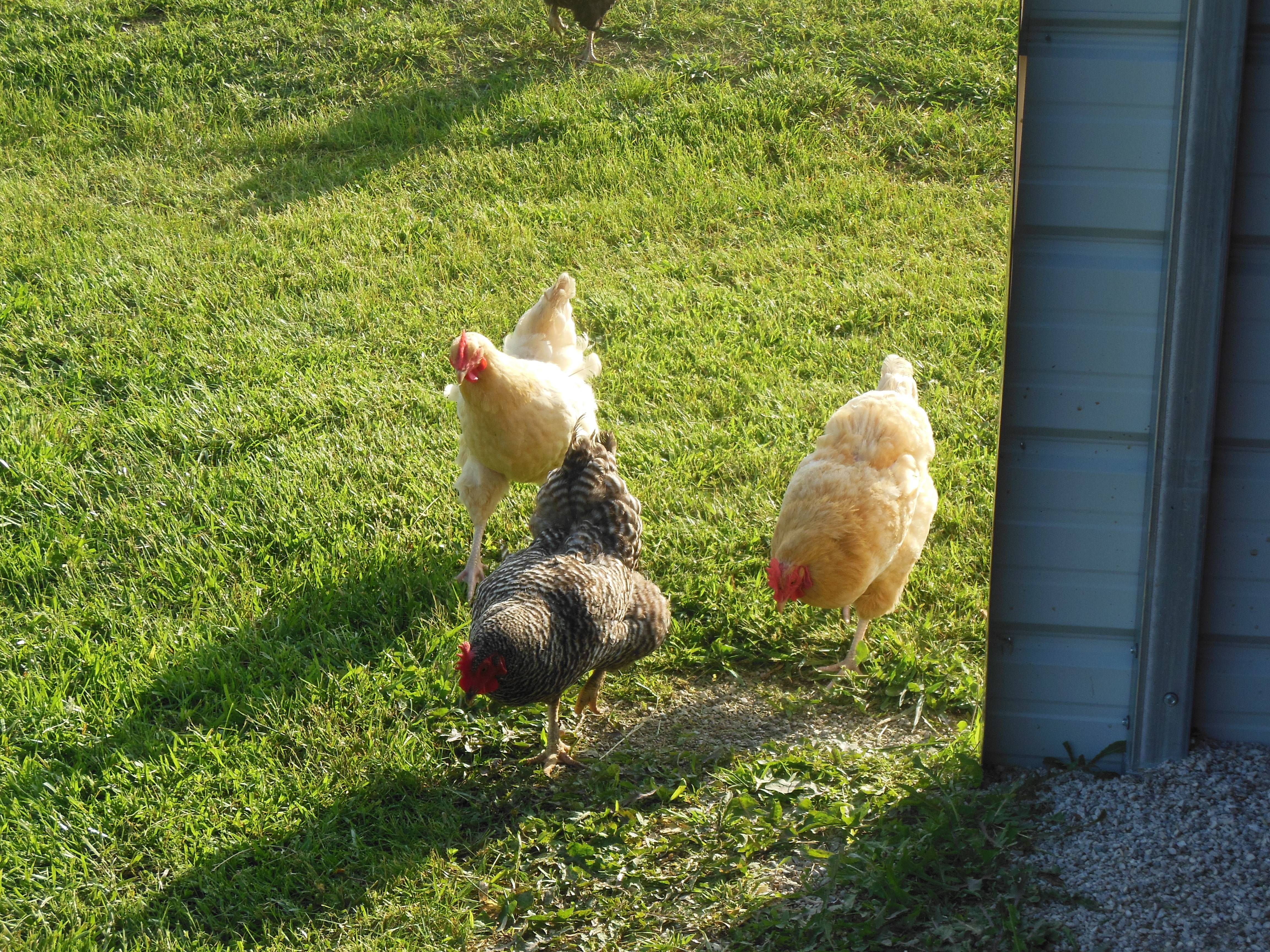 This is Clorece, Goldie, and Sandy looking for a sanck. :)