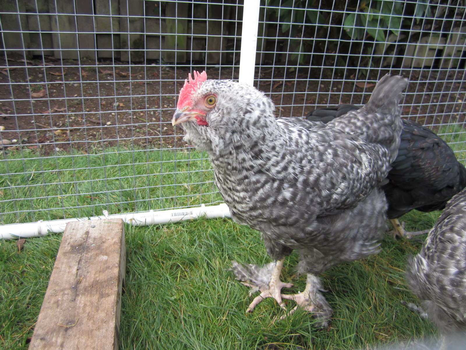 This is Cocoa.  He started out as a family science experiment - we wanted to see if refrigerated eggs would hatch.  Four out of five incubated eggs hatched.  Unfortunately, three of those four were boys.  Cocoa was one of them.  He hatched October 14, 2012 and went to a new home when he was 9 weeks old.