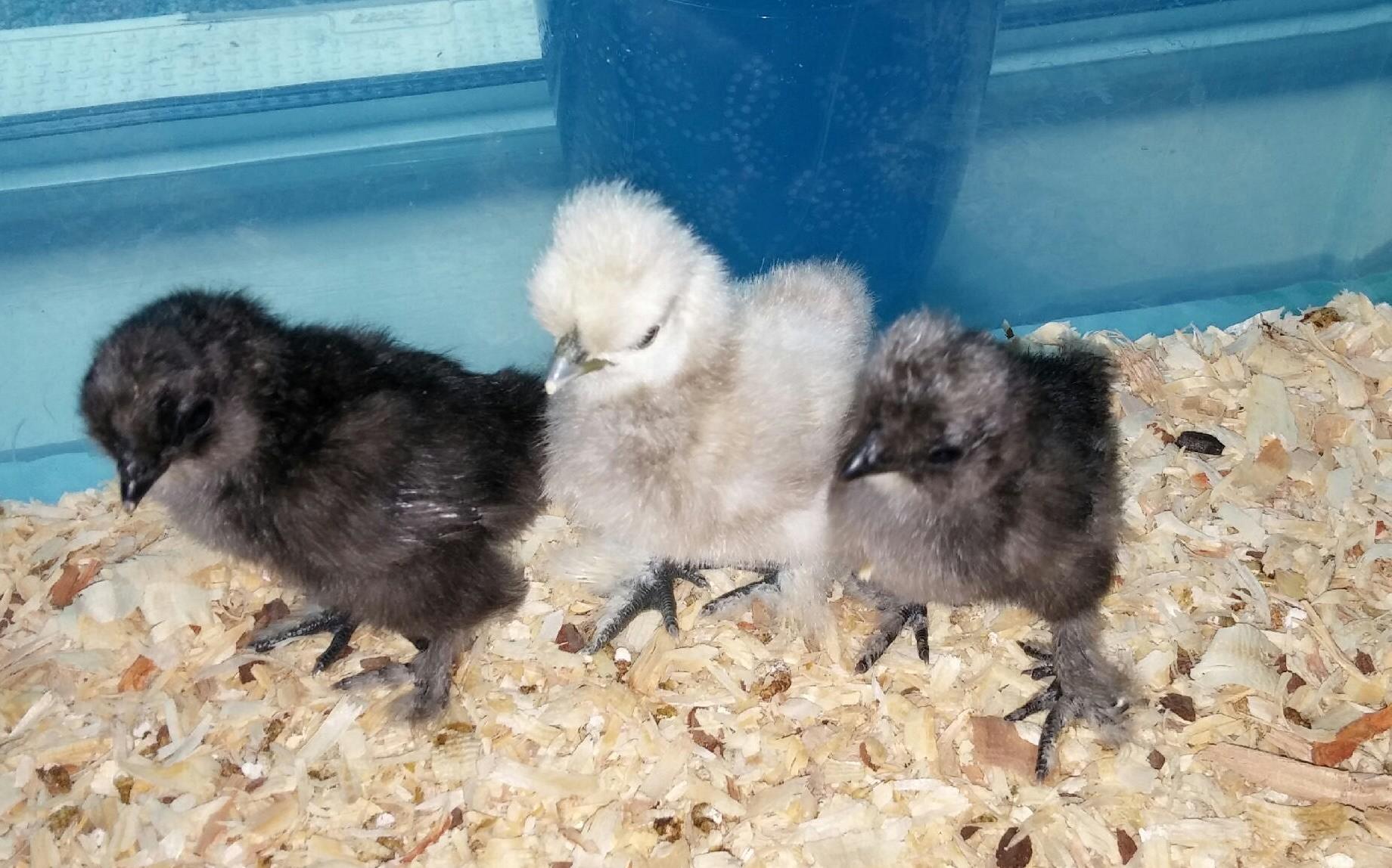 This is "Coconut", "Buffett", and "Margarita"...at 5 days old...