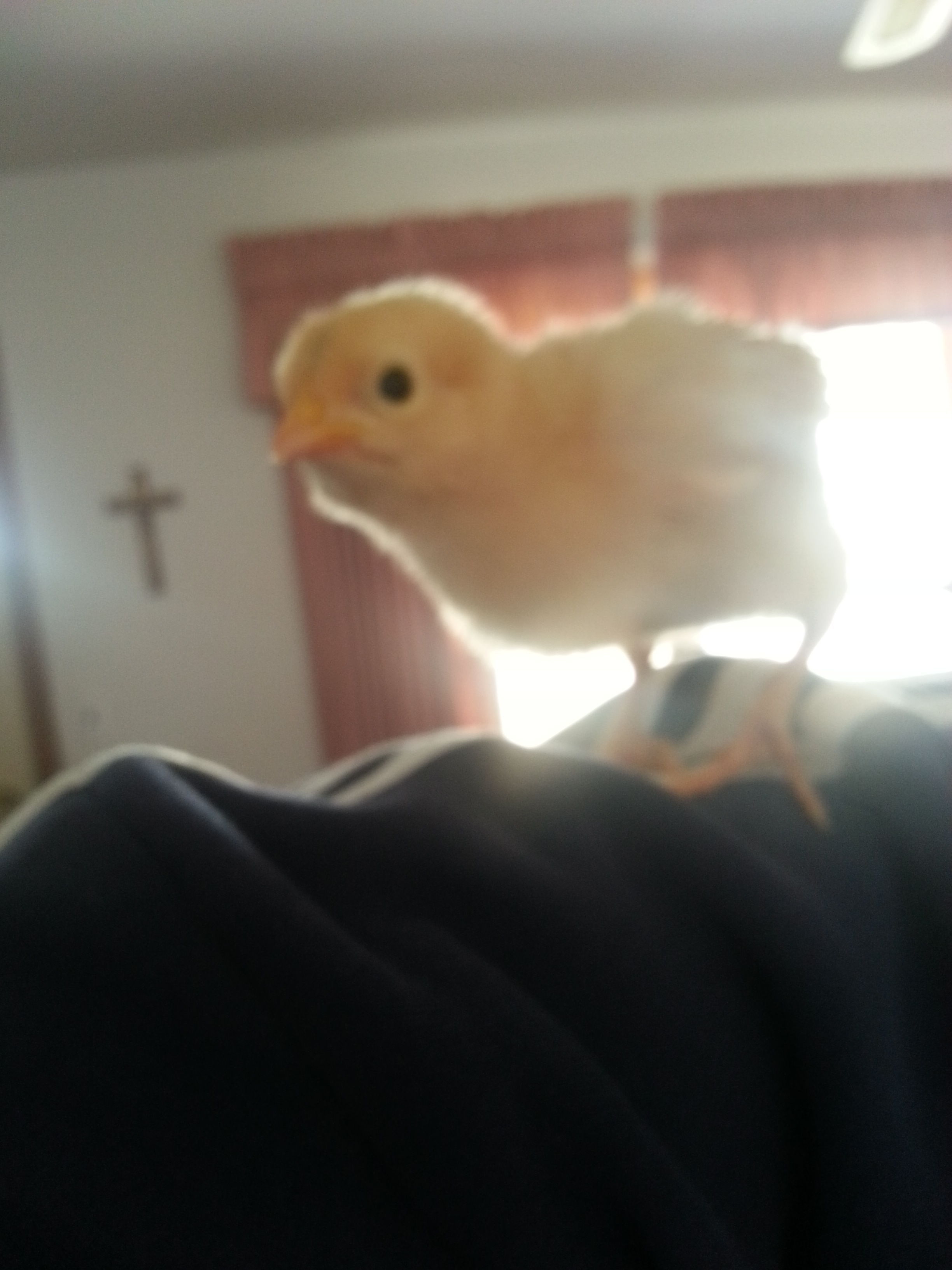 This is Coconut,  She is definitely the more dominant one.  She loves being held and out of the brooder!