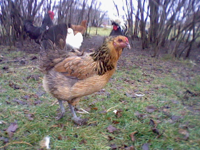 This is Cookie an Auracauna from Murray McMurray Hatchery.