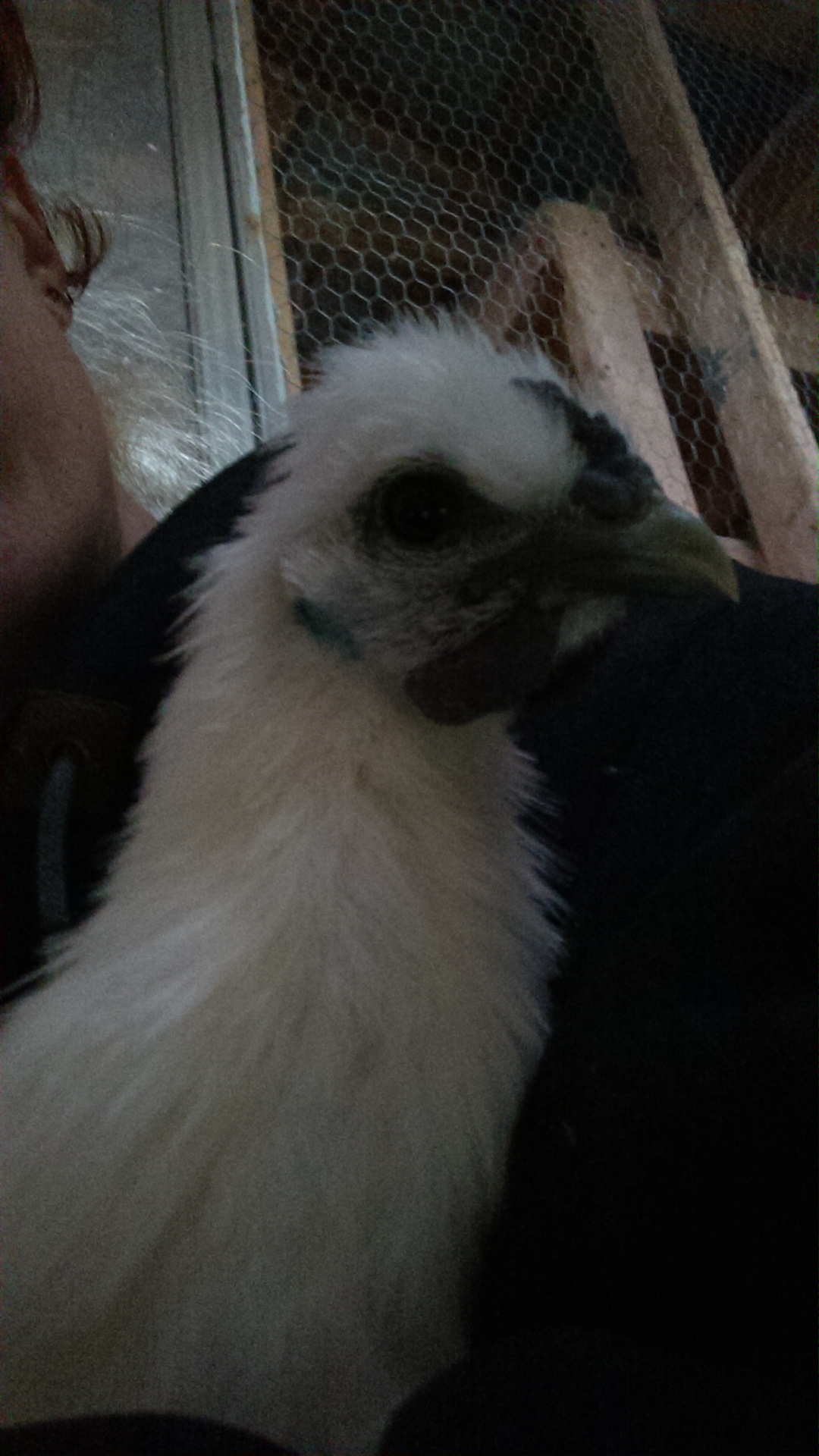 this is Curly my rooster