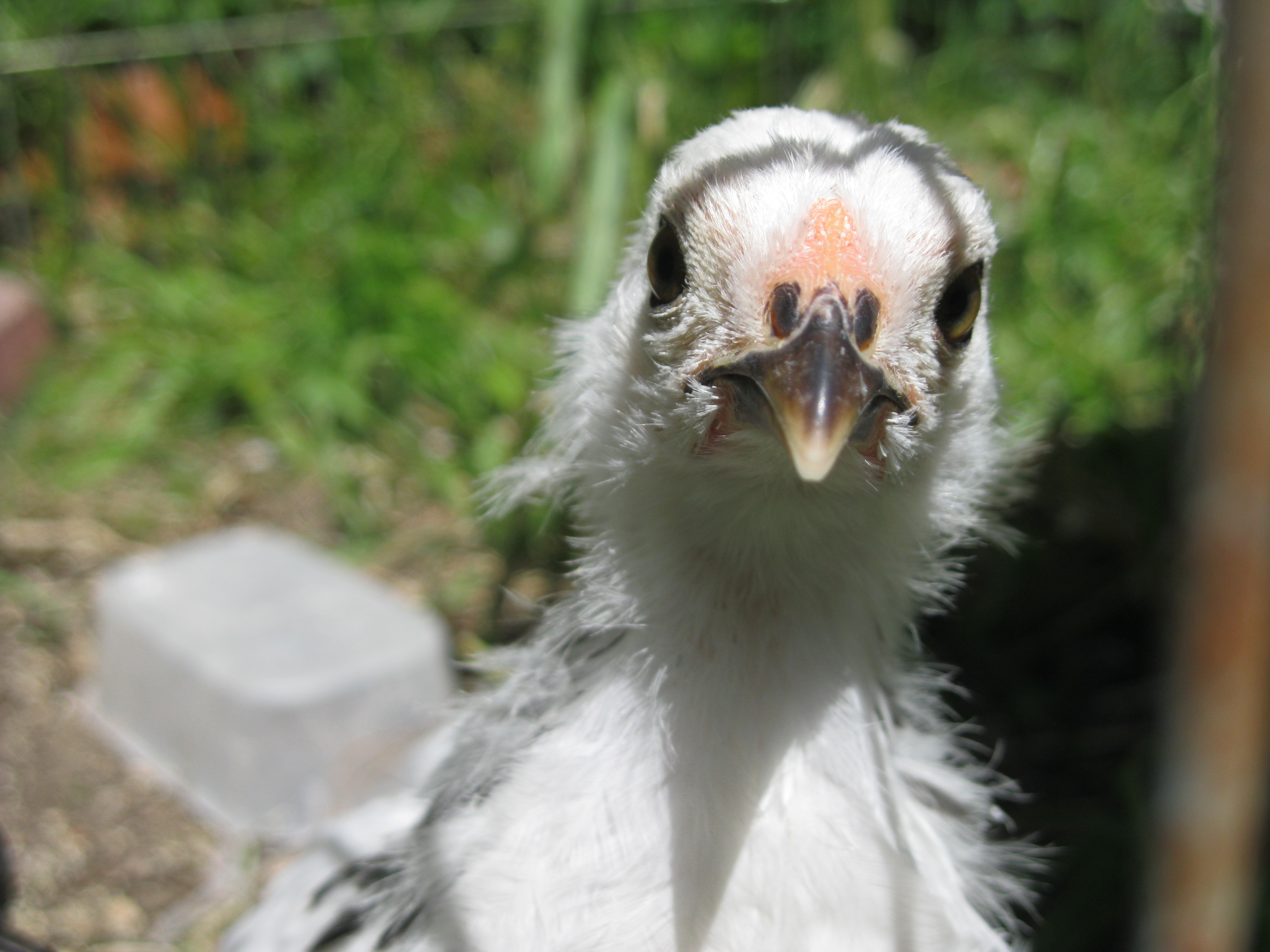 This is Daisy our light brahma
