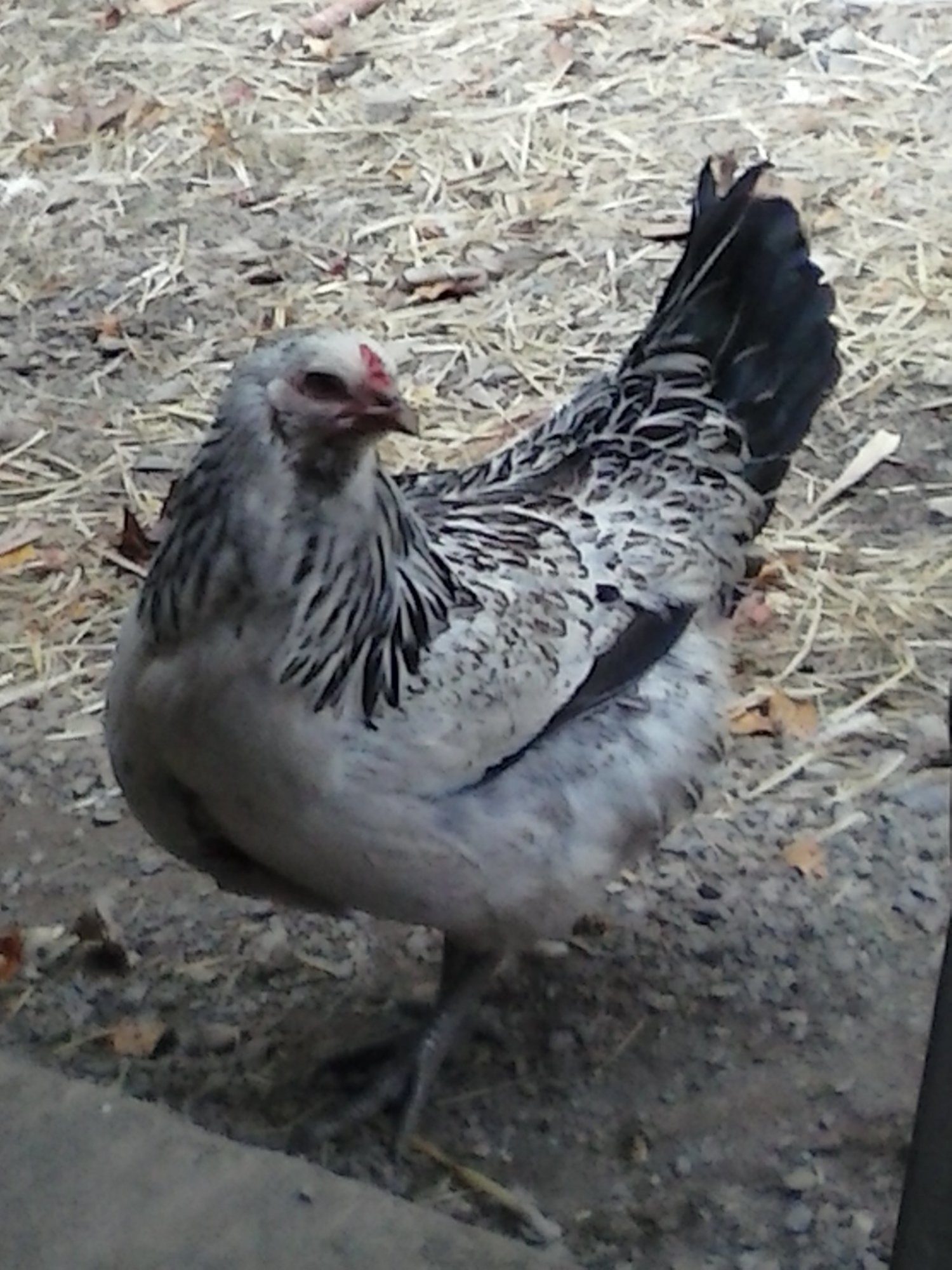 This is daisy. She is an Easter Egger and is a very sweet hen and loves you when you have food to give her ;)