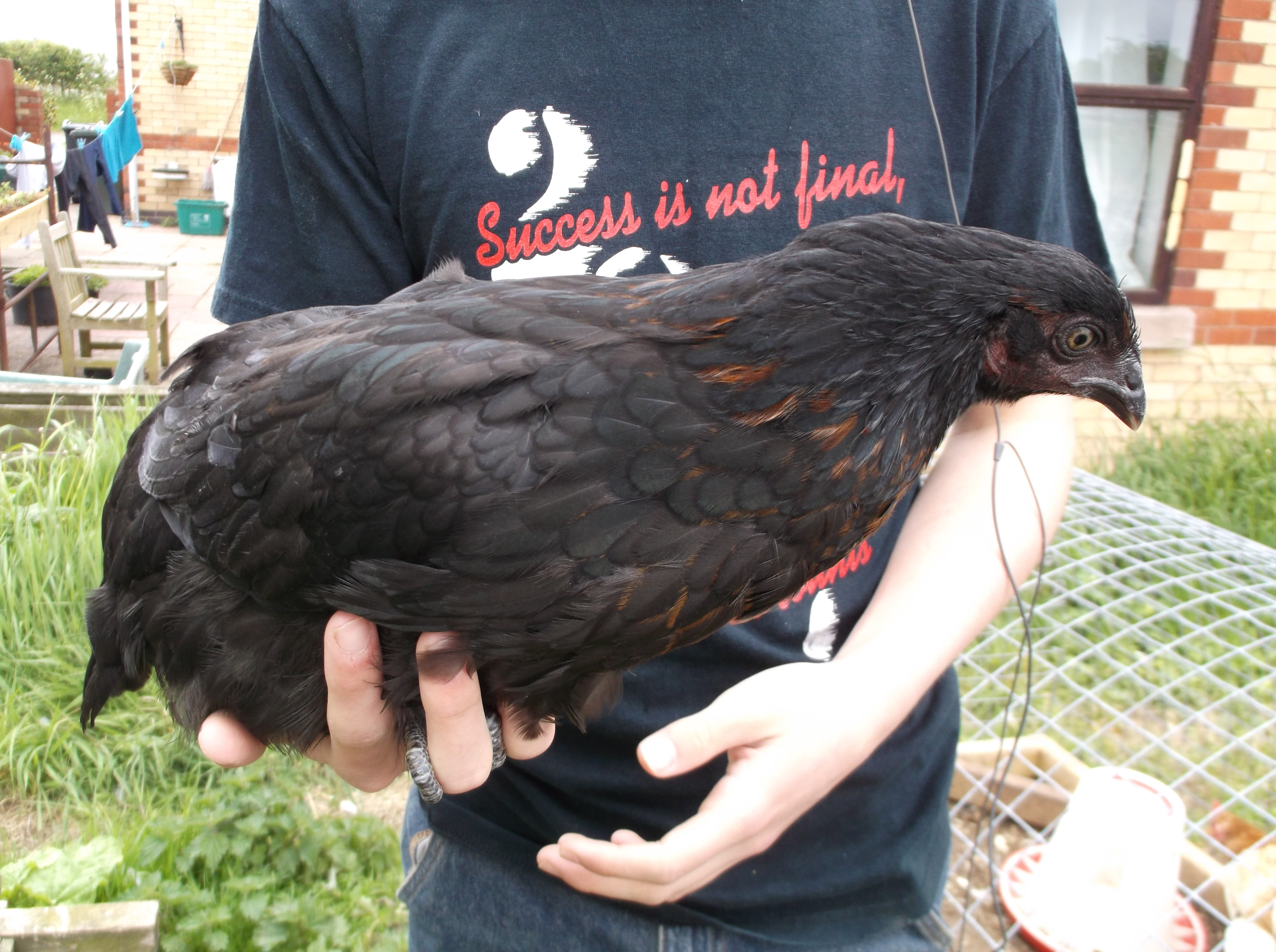 This is Daredevil, so named because she has NEVER been afraid of anything and was jumping out of her large brooder box at two weeks!