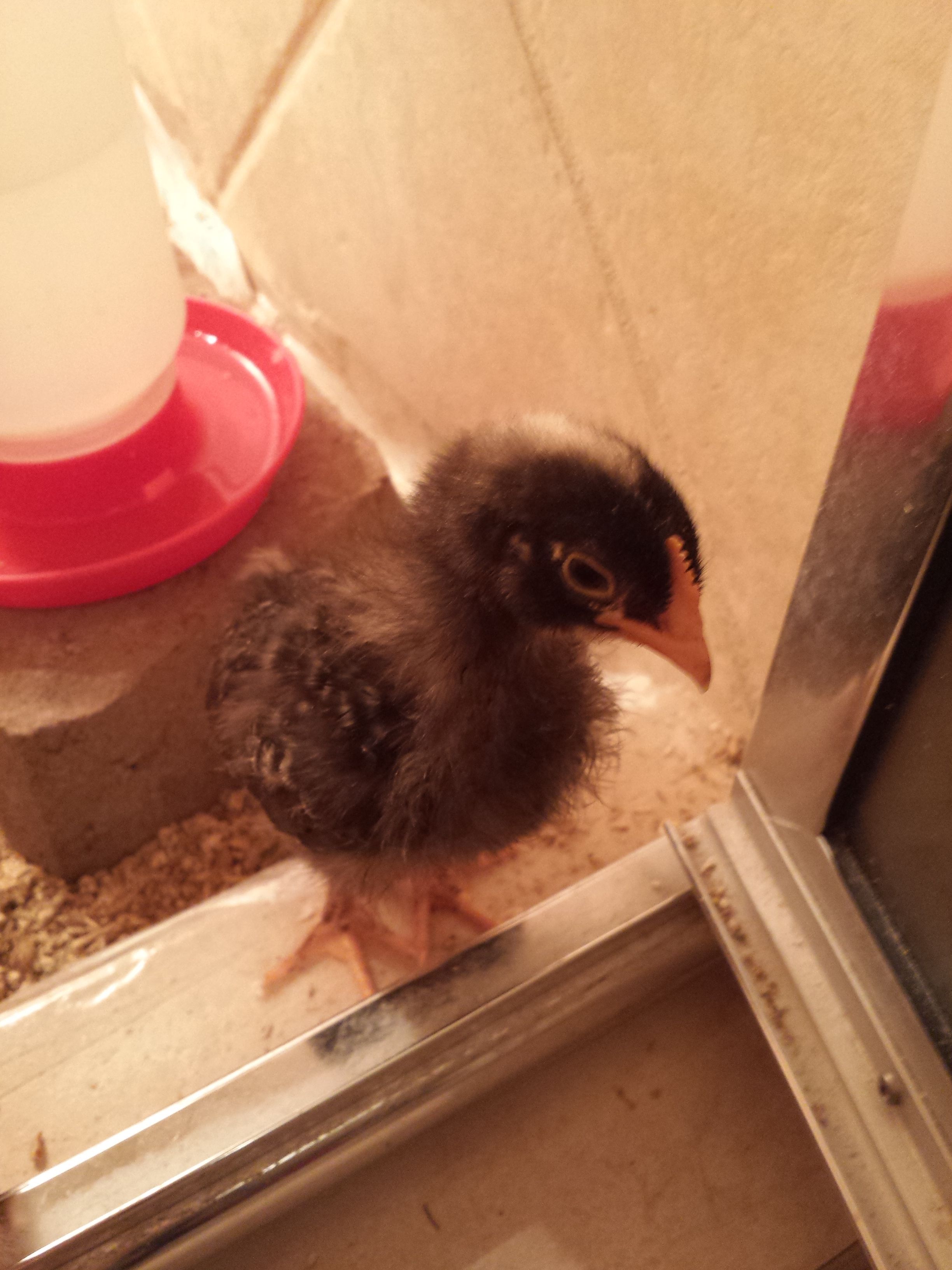this is Deborah and I think she was the prettiest chick. she was also the MOST curious and friendly right out of the egg...