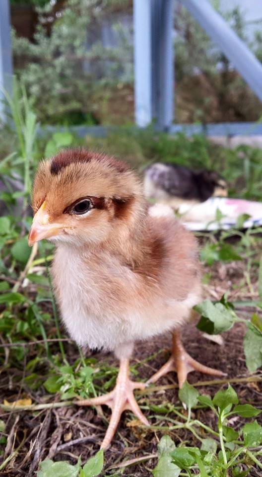 This is Deborah, out little Welsummer. She's... a bit of a ham.