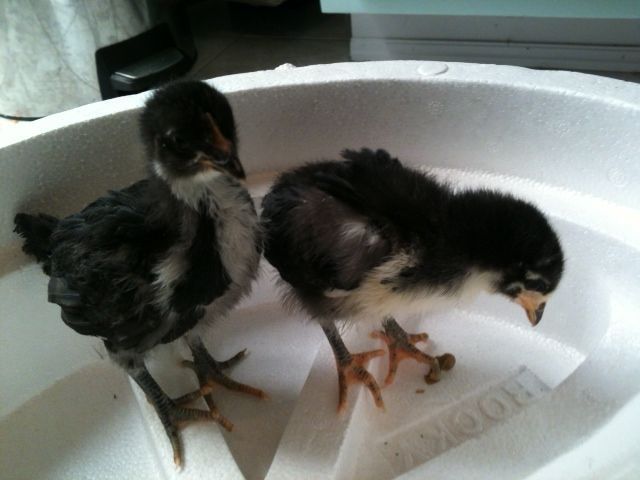 This is Dixie. Born 7-14-2013  Today she and her sister Nikki are 19 days old. 
Dixie has had feathers since day 6 and a tail. Nikki is just beginning to feather out and still has no real tail feathers.
