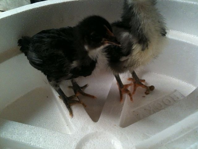 This is Dixie. Born 7-14-2013  Today she and her sister Nikki are 19 days old.