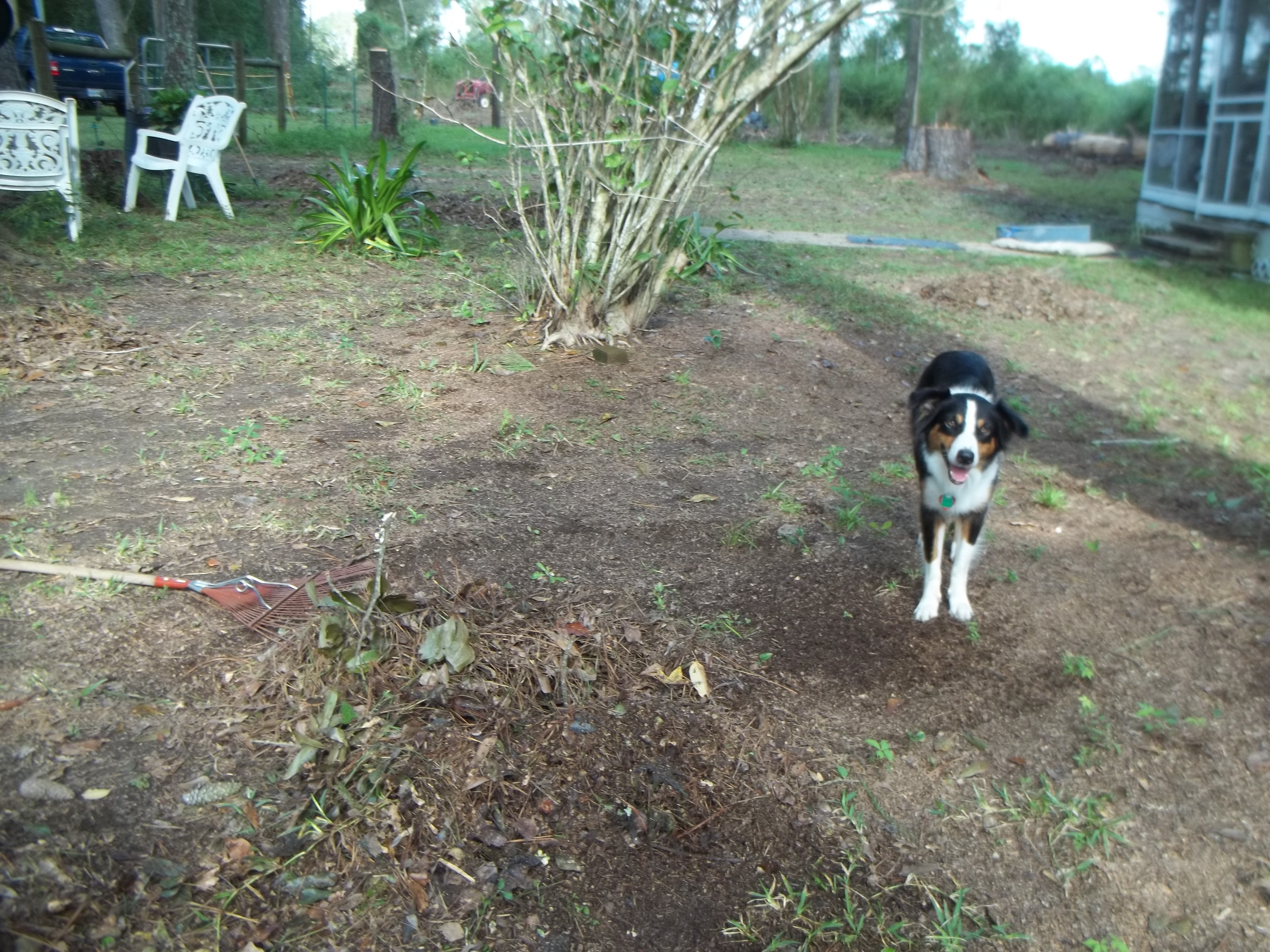 this is Dixie my best girl