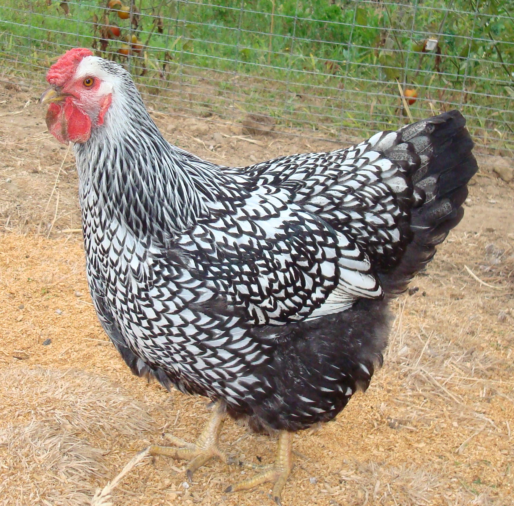 This is Dottie. She was such a docile, wonderful girl. She died on Christmas morning, of what I have no idea. I loved her, but she laid funny torpedo shaped eggs.