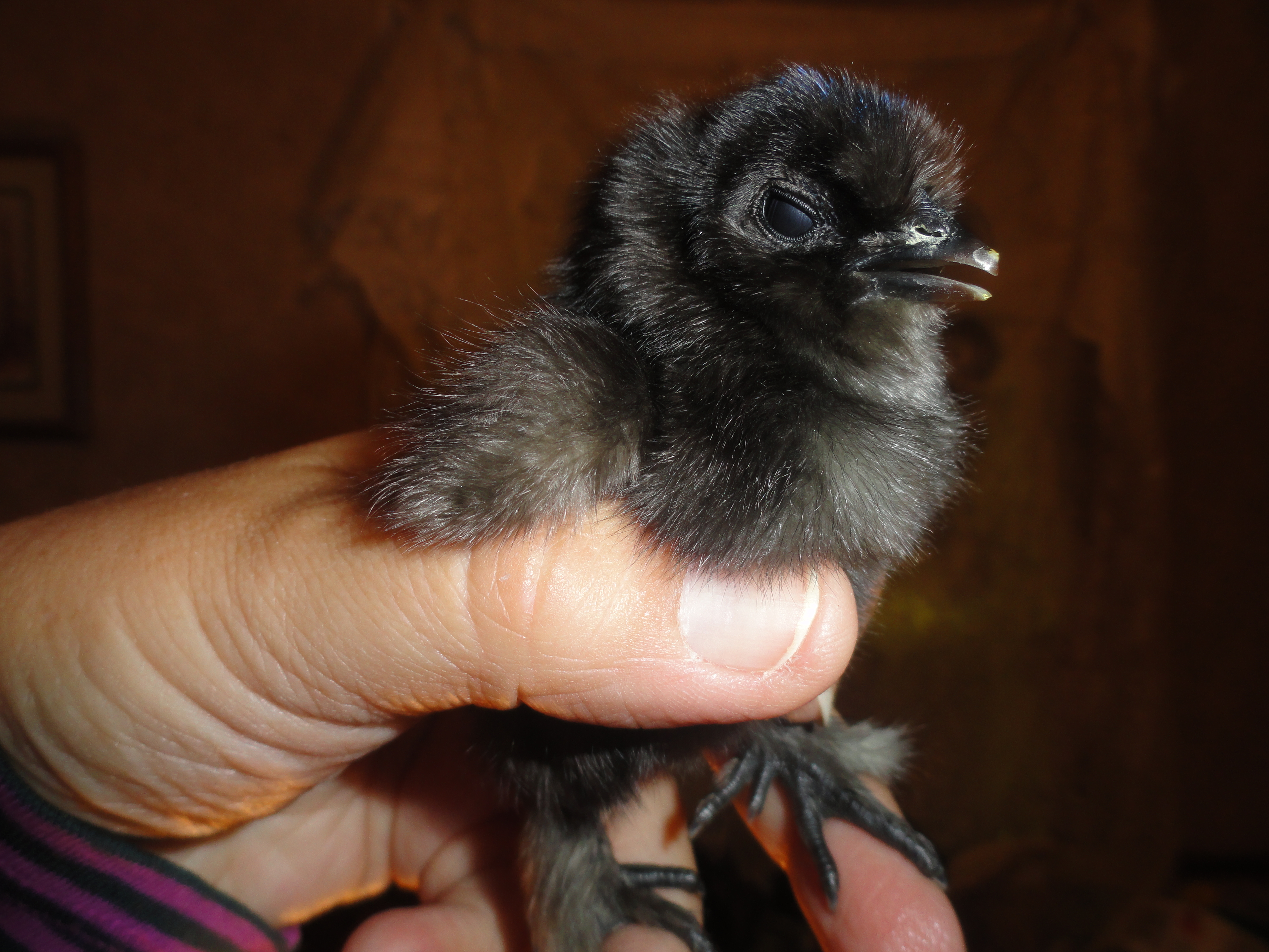 This is Dropshot.  One of my new Black Silkies. My first Black Silkie babies died :(  so I ordered more.  These are doing very well.