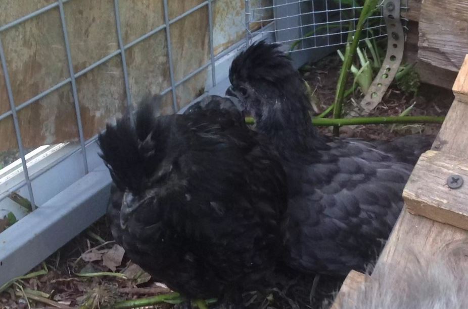 This is Dumpling with Doodle behind him/her.  Dumpling is mostly all dark colored now, but still has a bit of a lighter chin.  :)