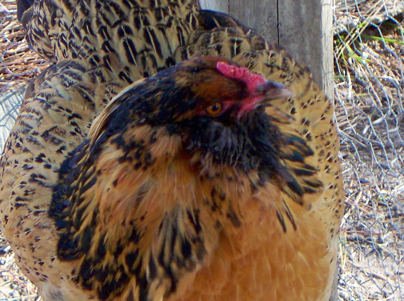 This is EE Cinder. Nine months old from MPC. She lays a large olive egg. Jumps for treats.      Also year old.