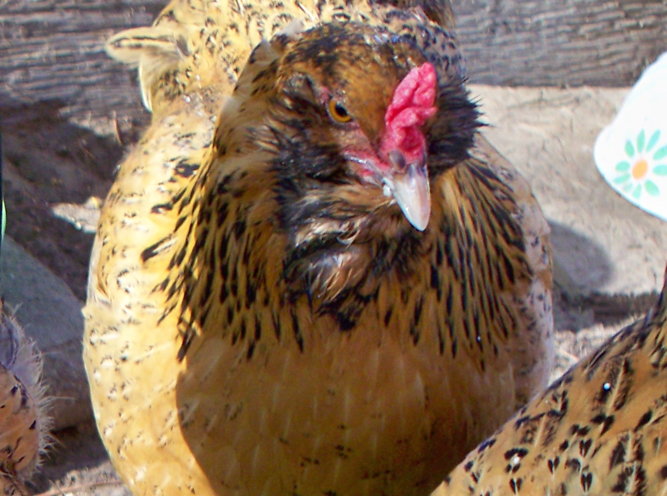 This is EE Gretta. Nine months old from MPC. She is my pink egg layer. So surprised to get pink. Her comb is different from the rest. Loves kale, cabbage any thing really.     Year old now.