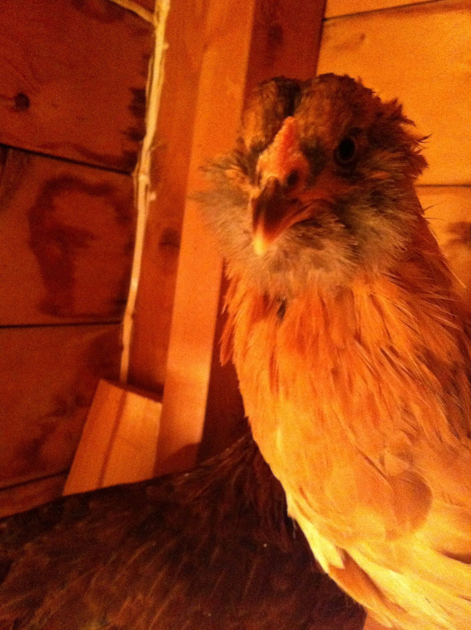 This is Effie Jo. She is gold and grey.   Does anyone know what type she may be? My other 2 girls do not have this beard. This girl is not related to my other 2