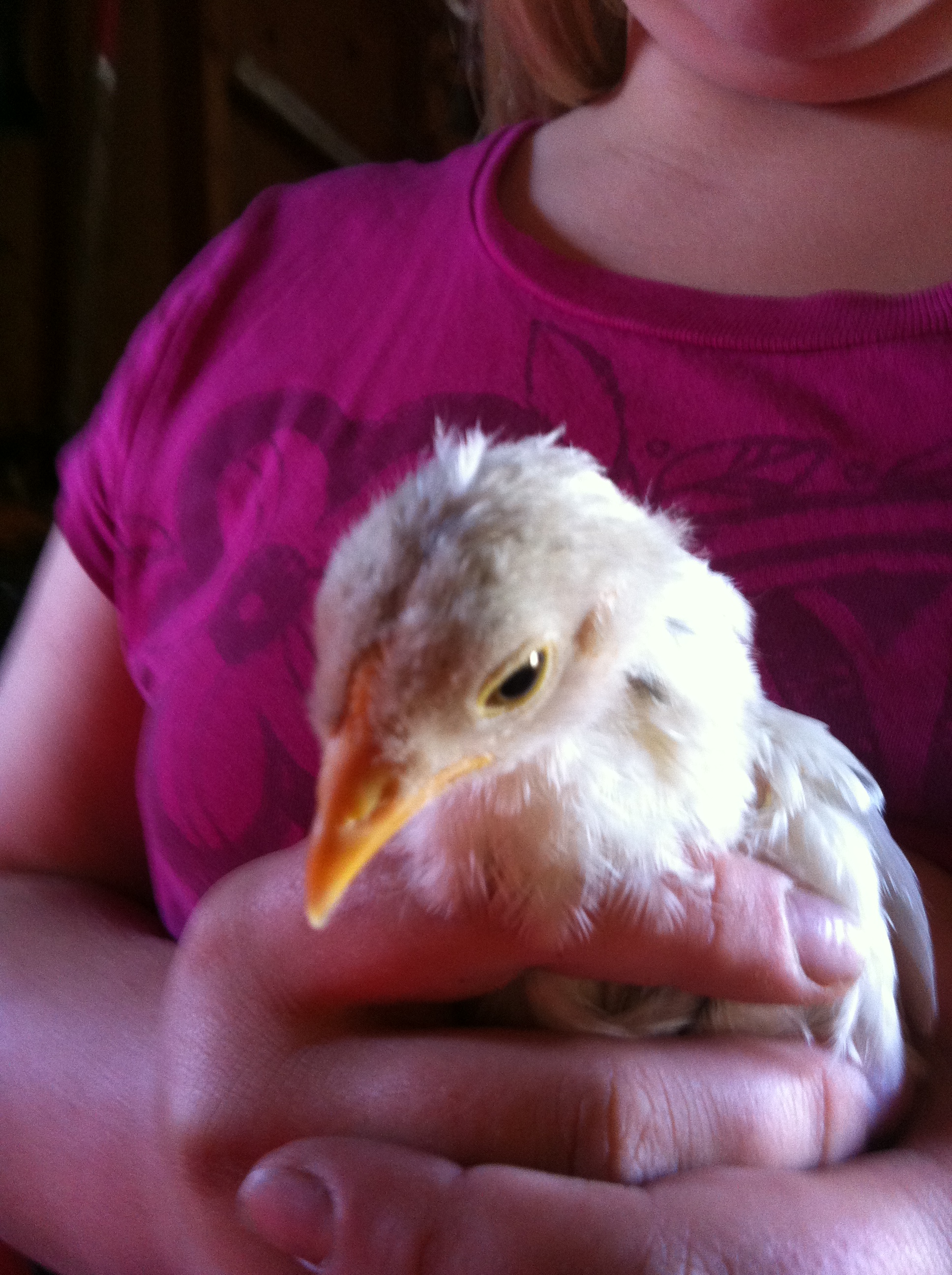 This is Egger at 3 about 3 weeks. She is a leghorn from what I understand.