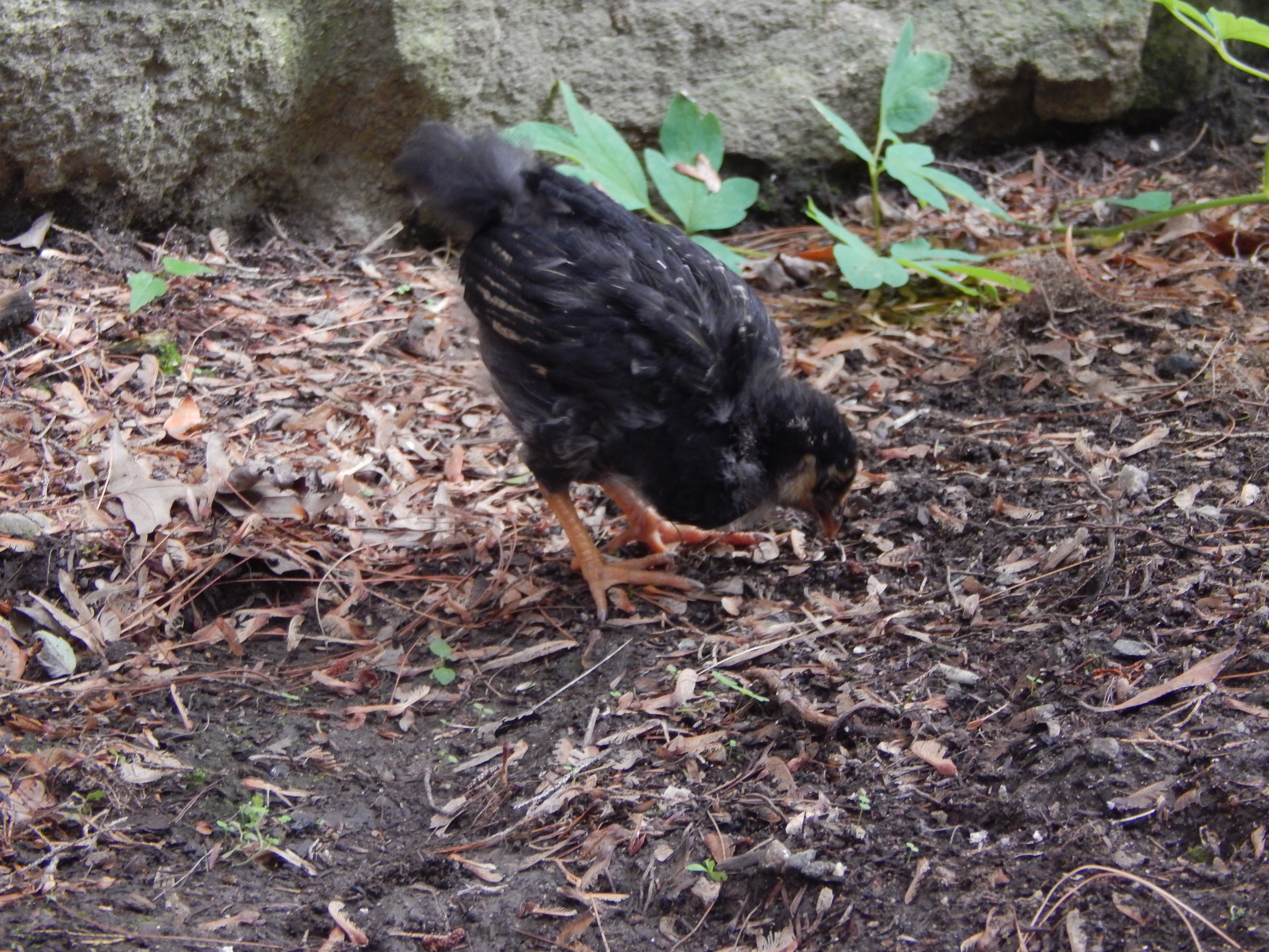 This is Eloise - Laced Wyandotte