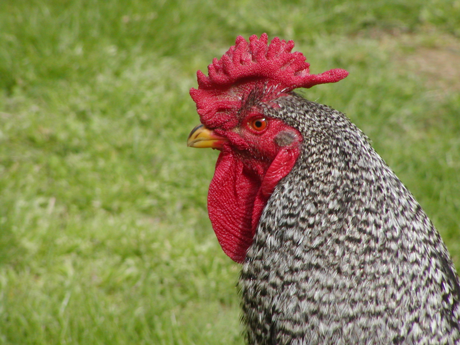 This is Elvis - He does a whole lot of shaking and strutting.  He's a two year old Dominique rooster who knows how to treat his ladies right.