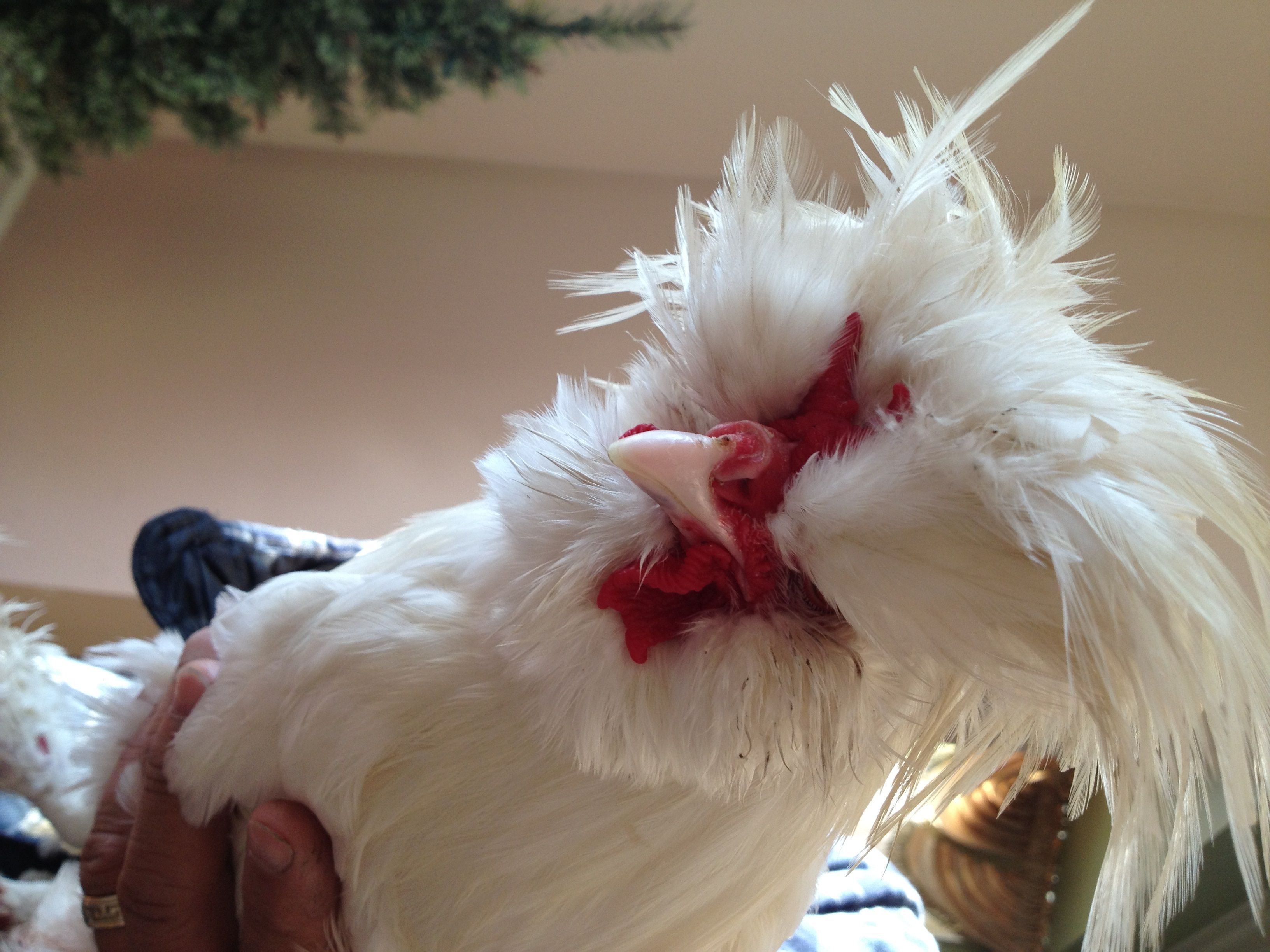 This is Elvis our Sultan Rooster.  His picture is a little tilted. He became very nasty after his first year and couldn't be trusted with the children.  We gave him to a neighbor for breeding.