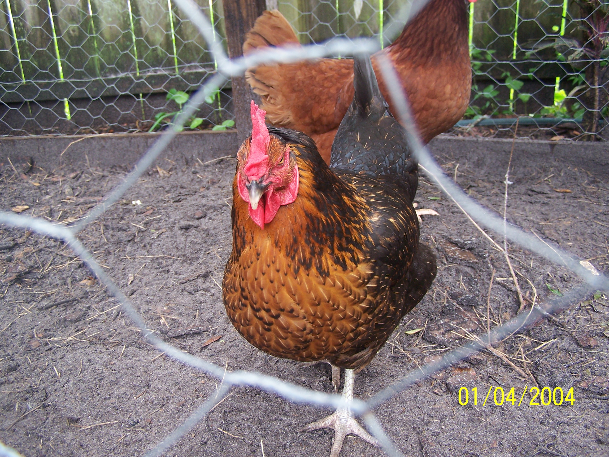 This is Feathers i like her very much she will always be my pet bird as all mine will my chick twilight is gonna look like her