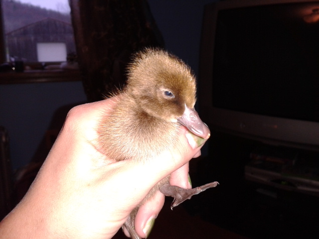 This is Fern, My (supposed to be) Crested Khaki Campbell, 2 days Old
