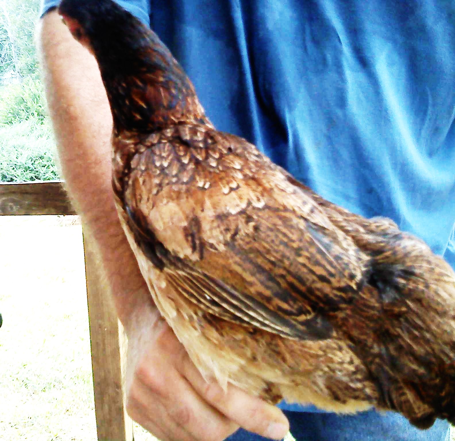This is Fiesty. She is a cornish game hen. I keep forgetting to post her picture because I am in denial that we EVEN have her. lol