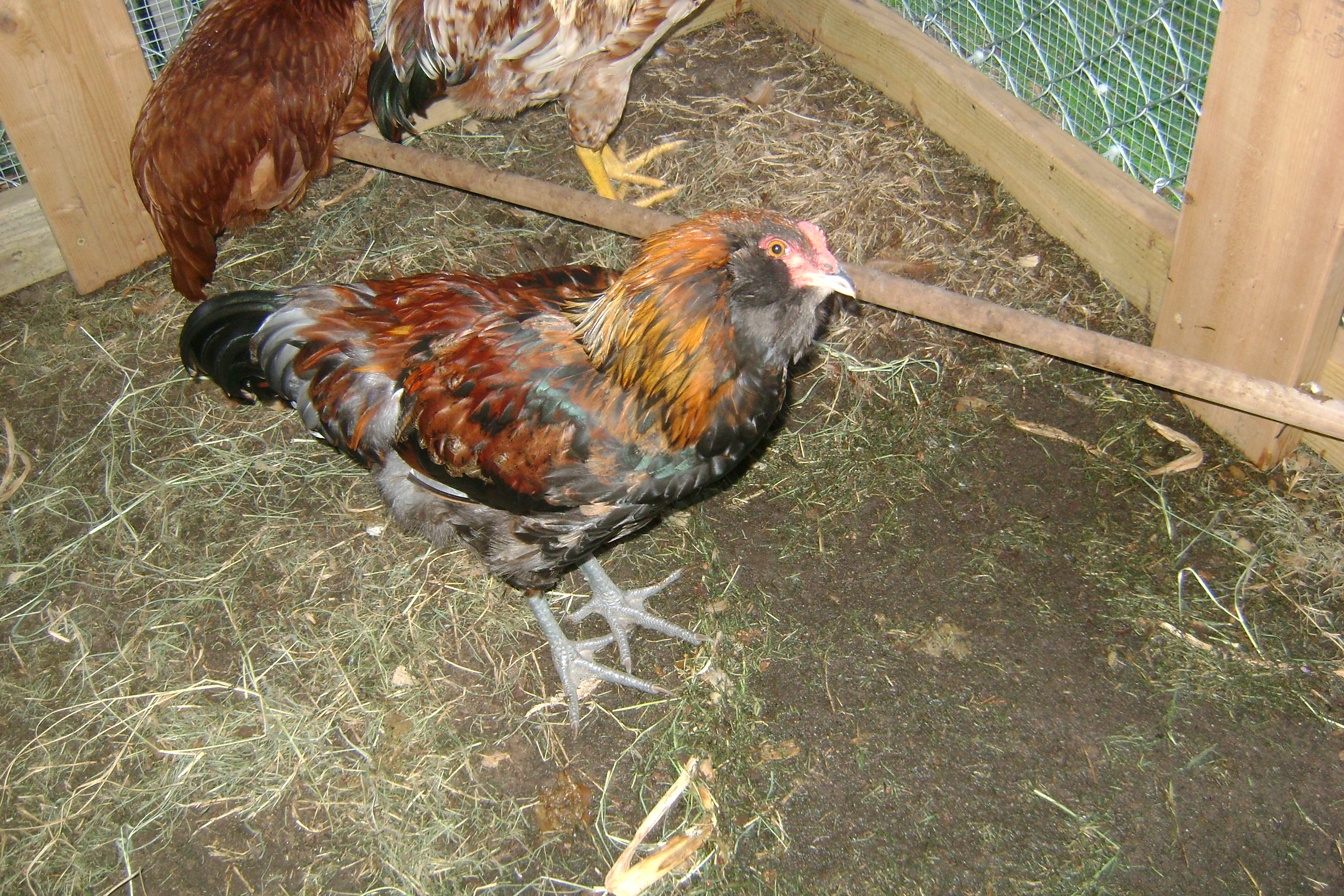 This is Fiona. Don't know if it is a hen or a rooster.