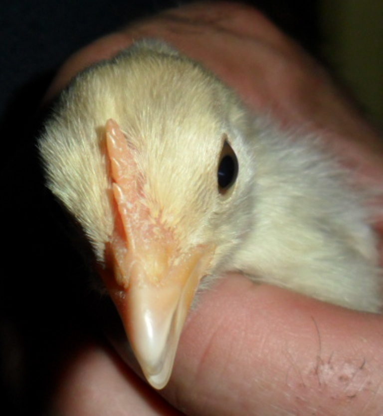 This is Flame.  Gender Please????