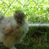 *
This is Fluff