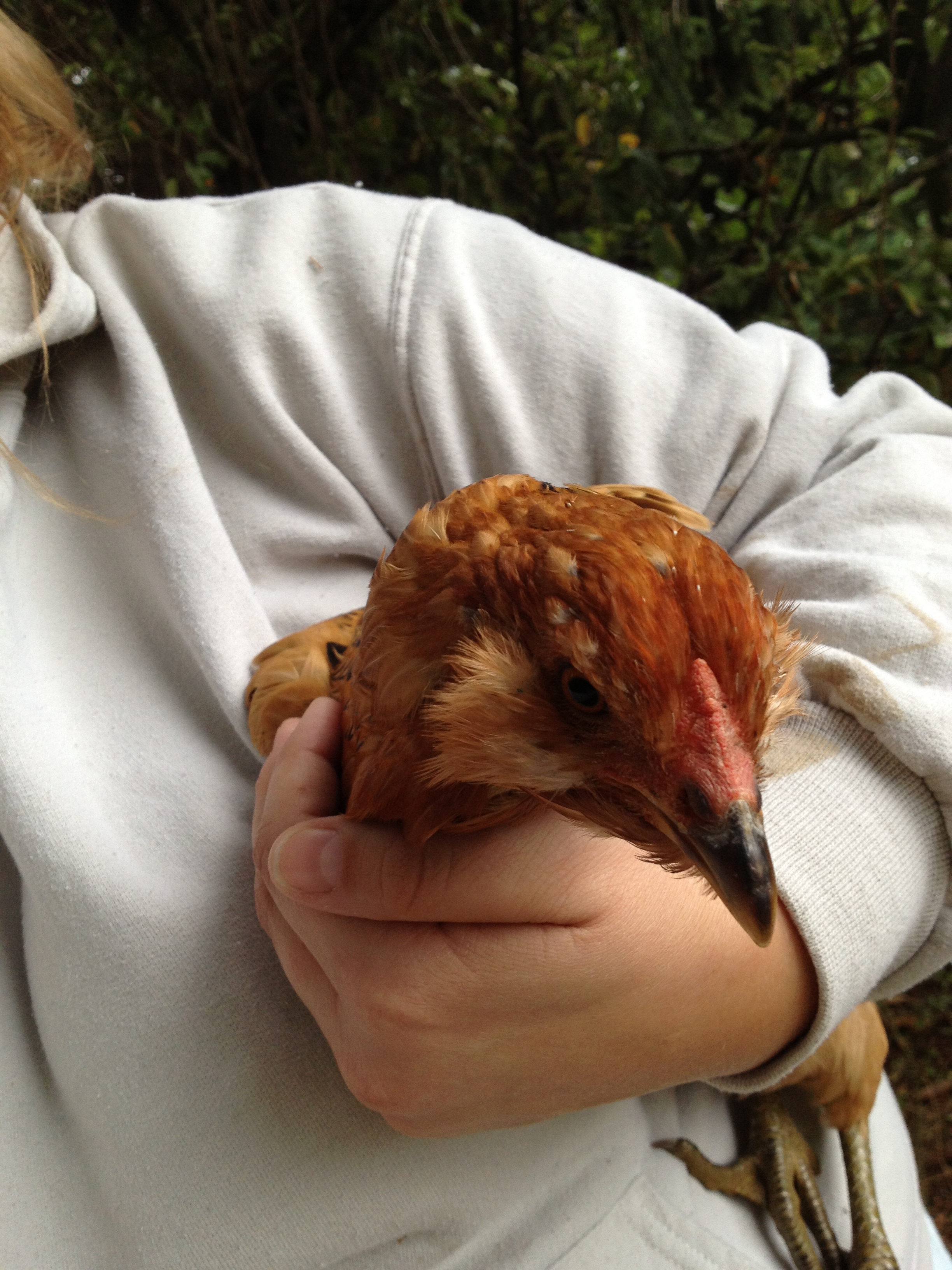 This is Fluffy (my 4 year old neice named all my chickens).  She HATES to be held....finally caught her for a picture.