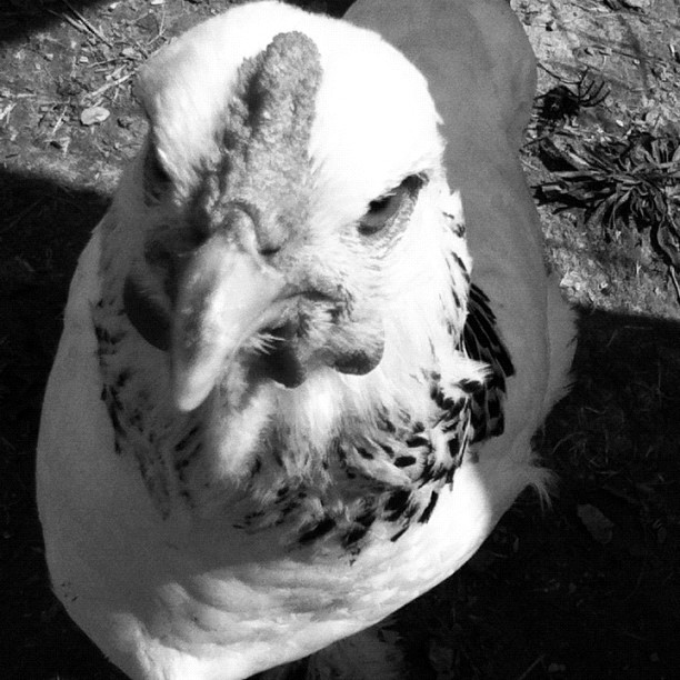 This is Fluffy. she died February 9th, 2013. I tried to nurse her back to health. she was getting better but, she was found lying dead in her cage... :( I'm sad because I tried so hard to get her back in shape. She was sick for 5 weeks. But shes in a better place with Angel.