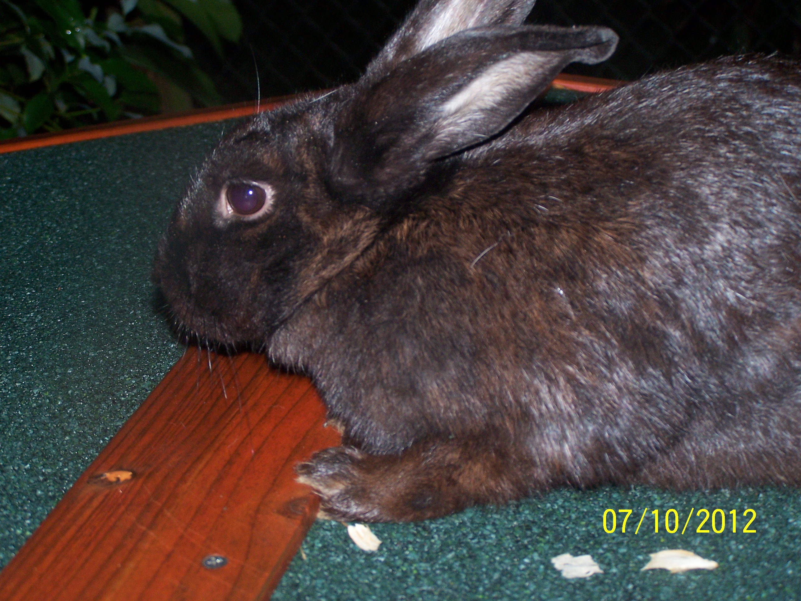 This is fluffy She was my first rabbit ever and is 2 years old she had peanut butter and her and peanut butter had 2 beautiful daughters patty and CC fluffy is a very sweet rabbit and will always have a home here until the day she dies
