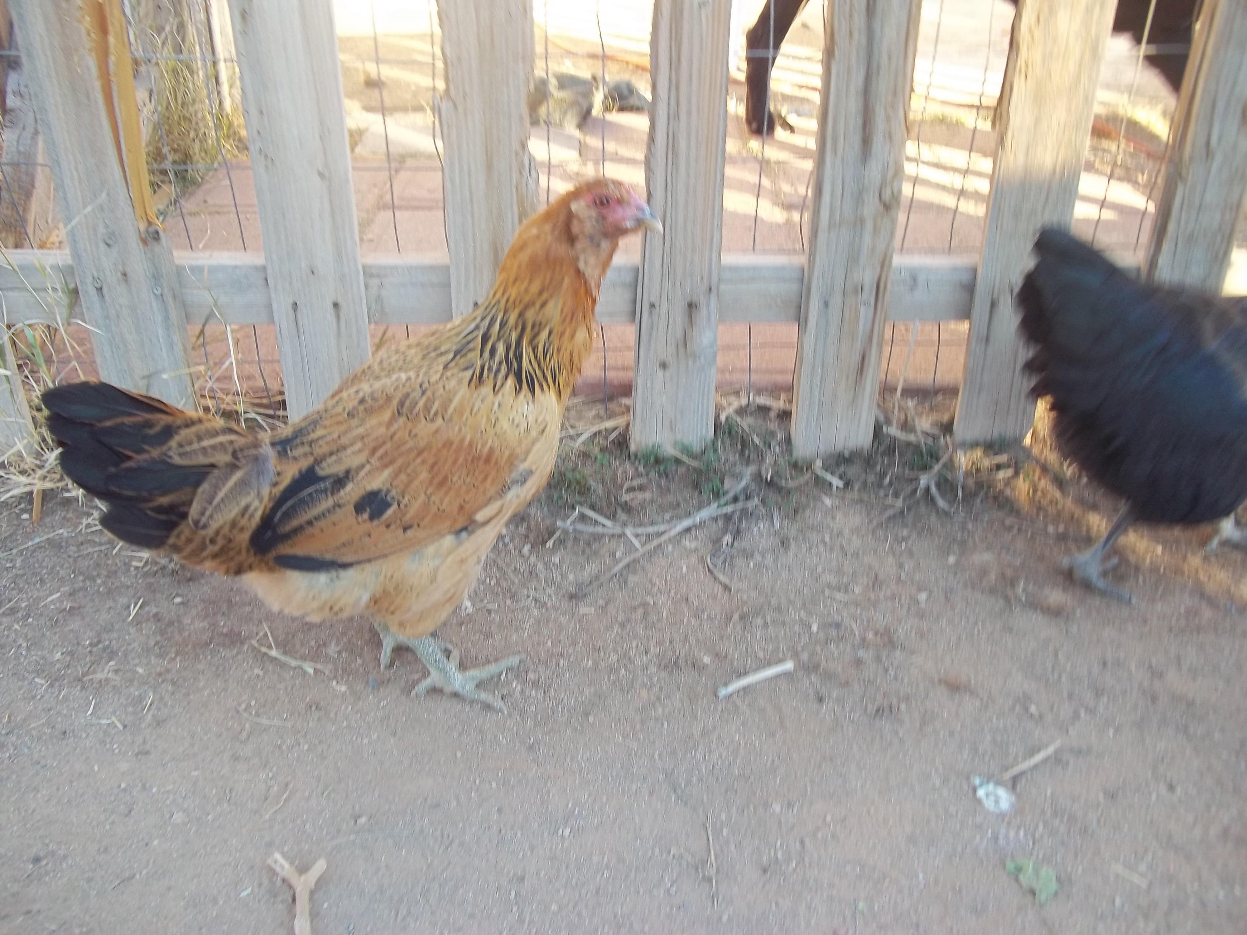 This is Food, our Easter Egger.