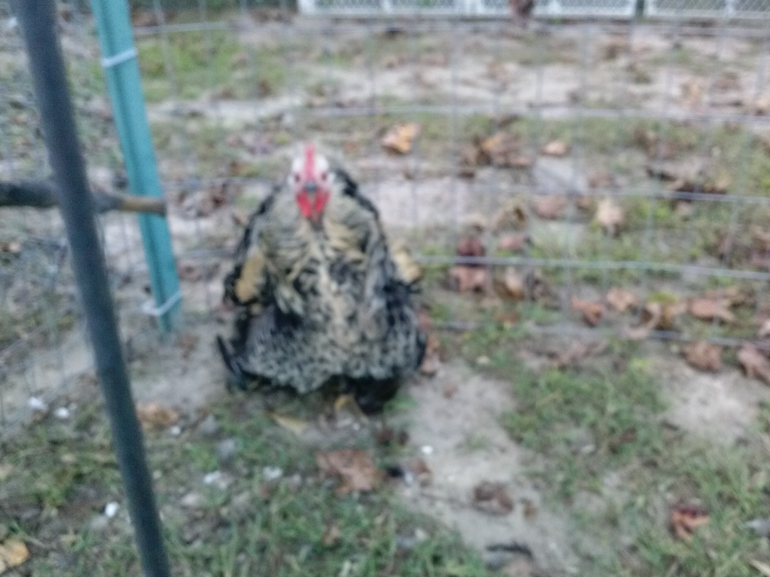 This is Fred,my silly frizzle rooster,he looks like a miniature turkey,runs like one to,lol.