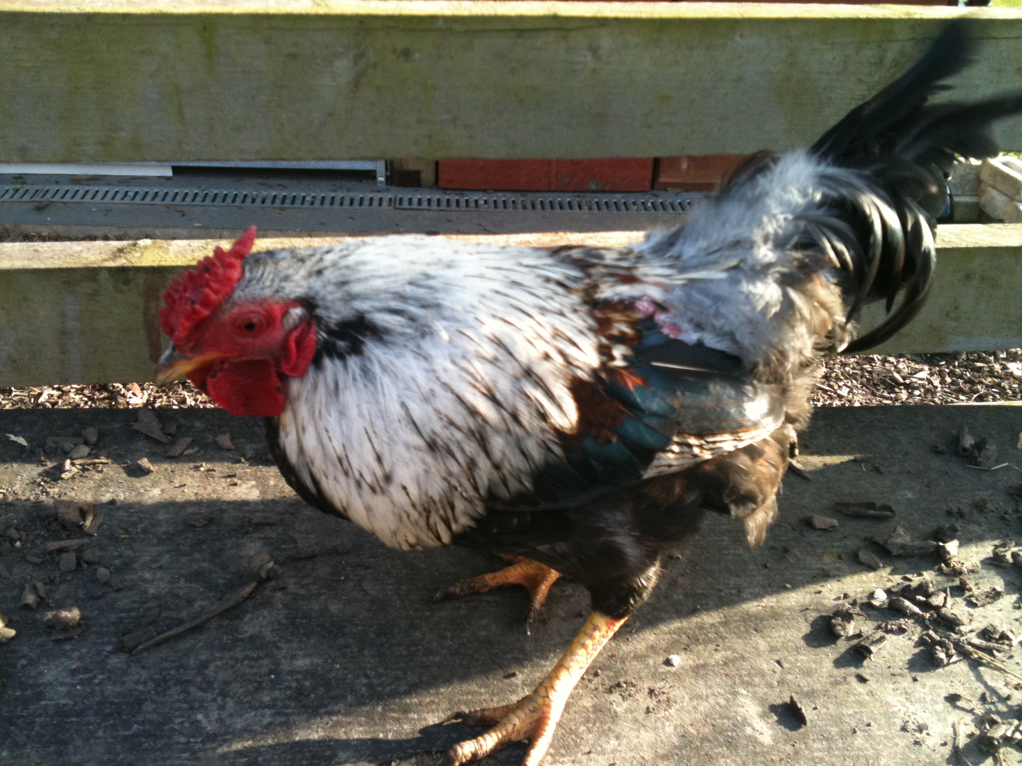 This is Fredi a Crossbreed Bantam
(he doesnt like having his picture taken as you can see!)