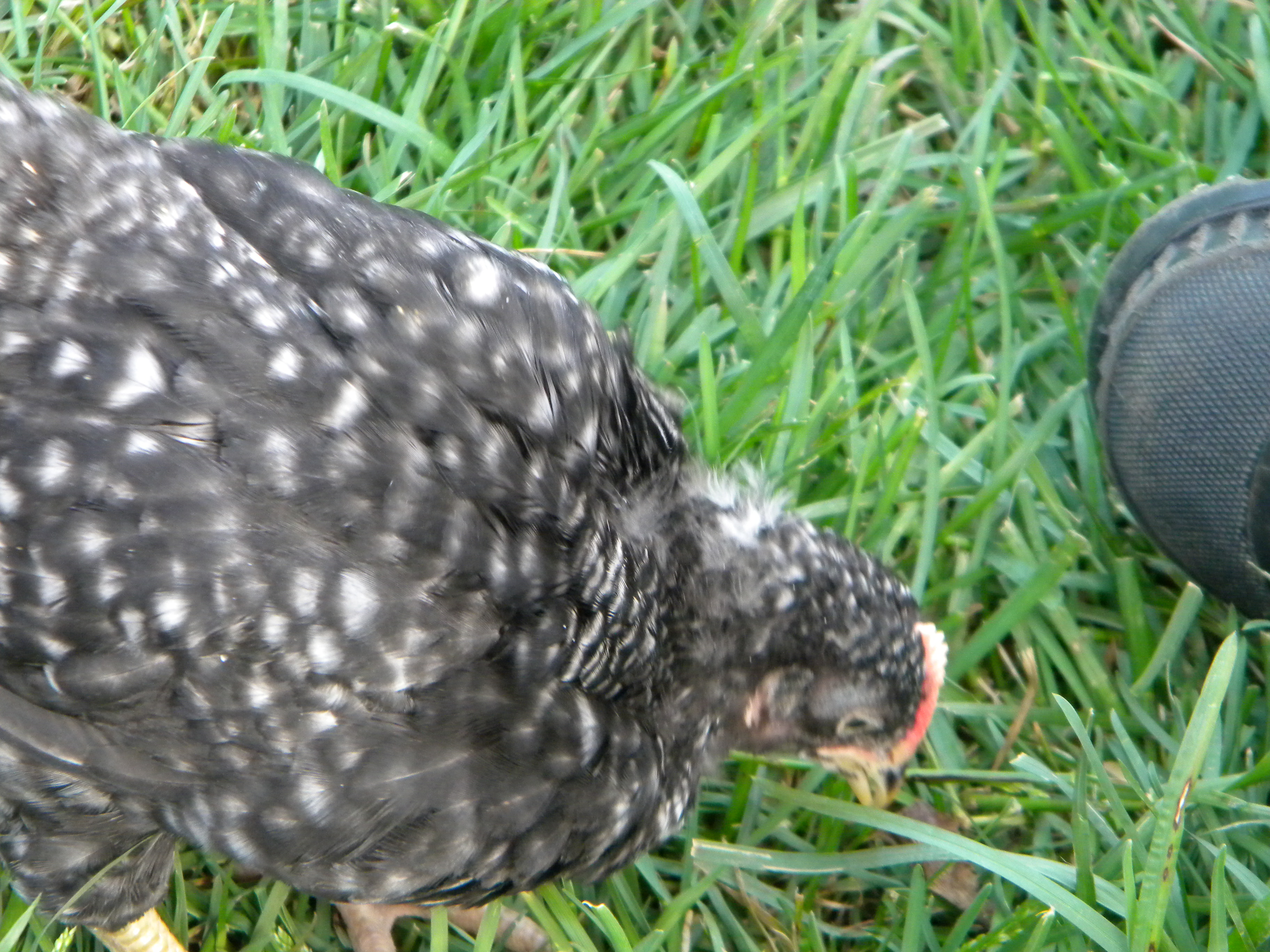 This is "Free Free", my youngest son's chick.