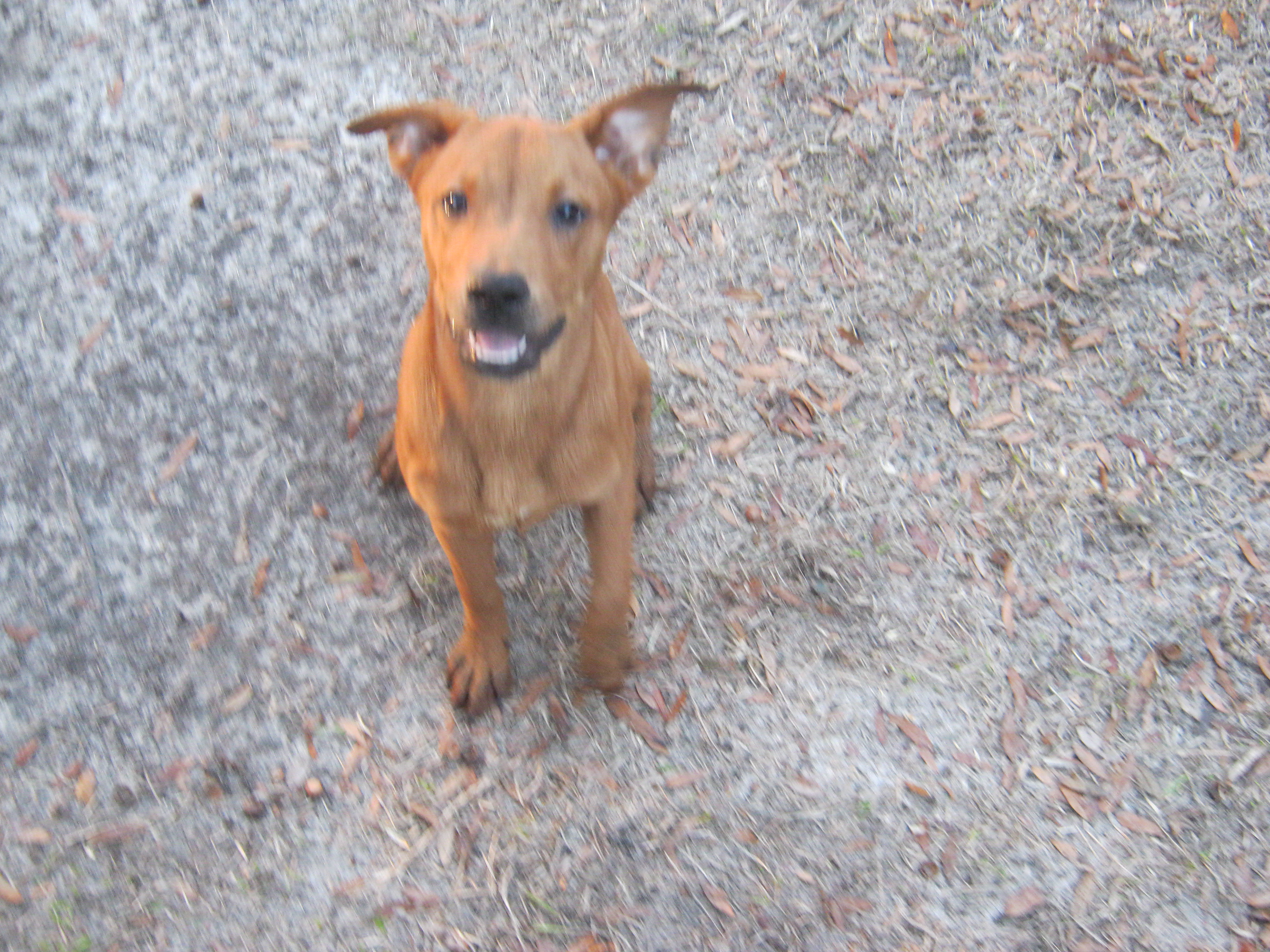 This is Gemma I know she is not a bird but she is our little rescue dog that will stay at the dog rescue for life she enjoys helping feed and water all of our Chickens and ducks she never hurts anyone but will let you know if you forgot something when it comes to the birds, currently she has made friends with a handicap duck we have acquired and has to check on him all the time.