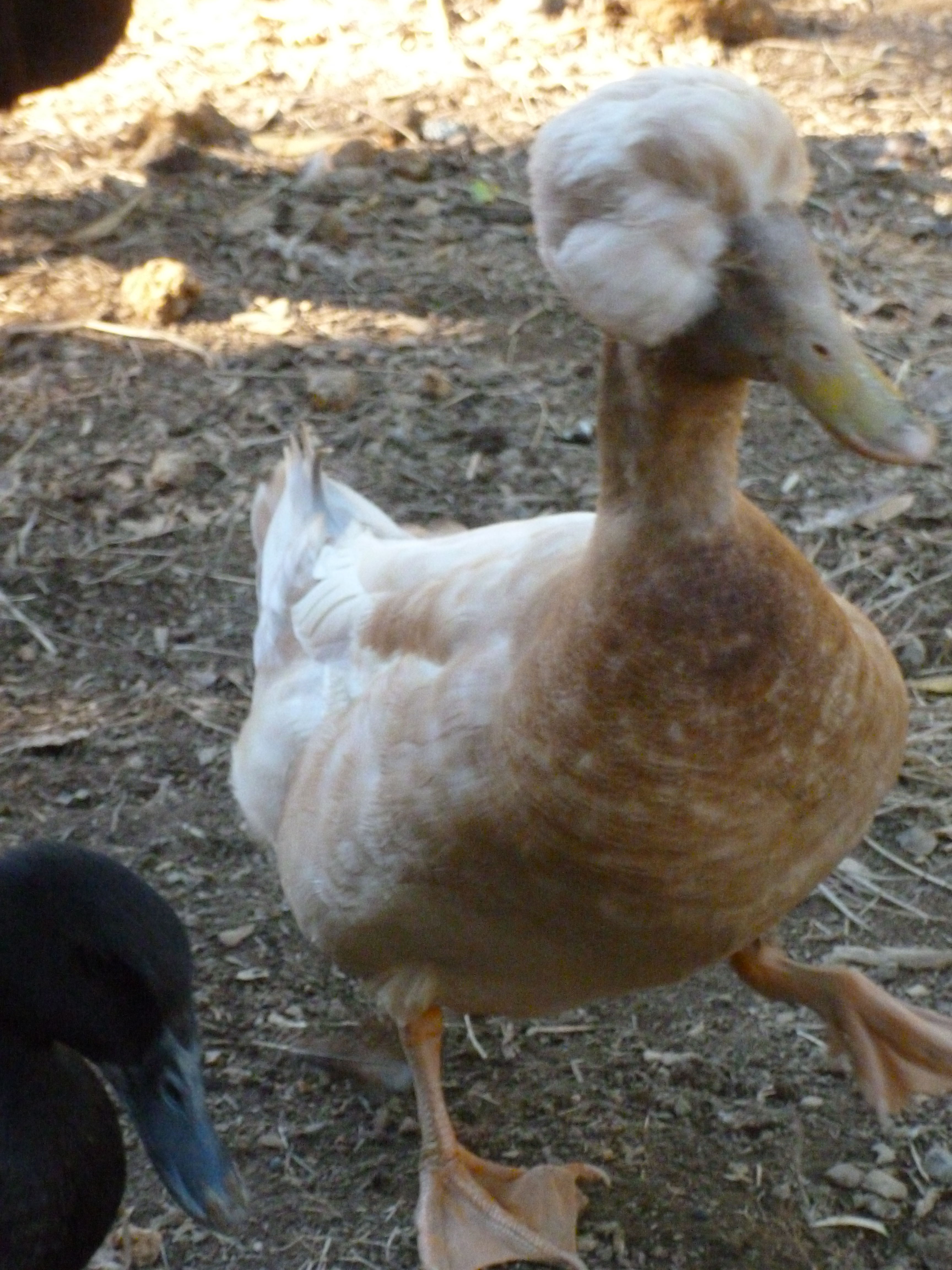 This is "George". He is a buff Orp duck. He has a huge crest, one eye, and walks in circles but he is very popular with the ladies..lol