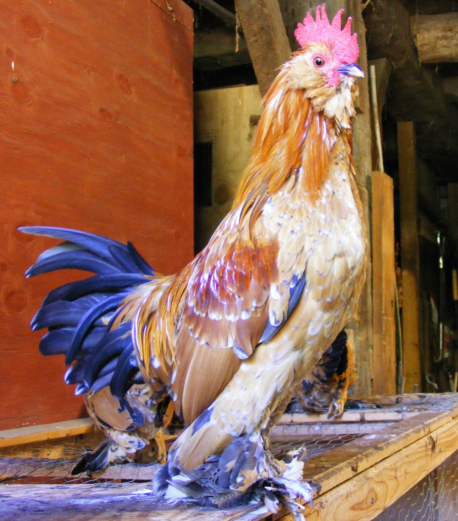 This is George - Mille Fleur D'Uccle