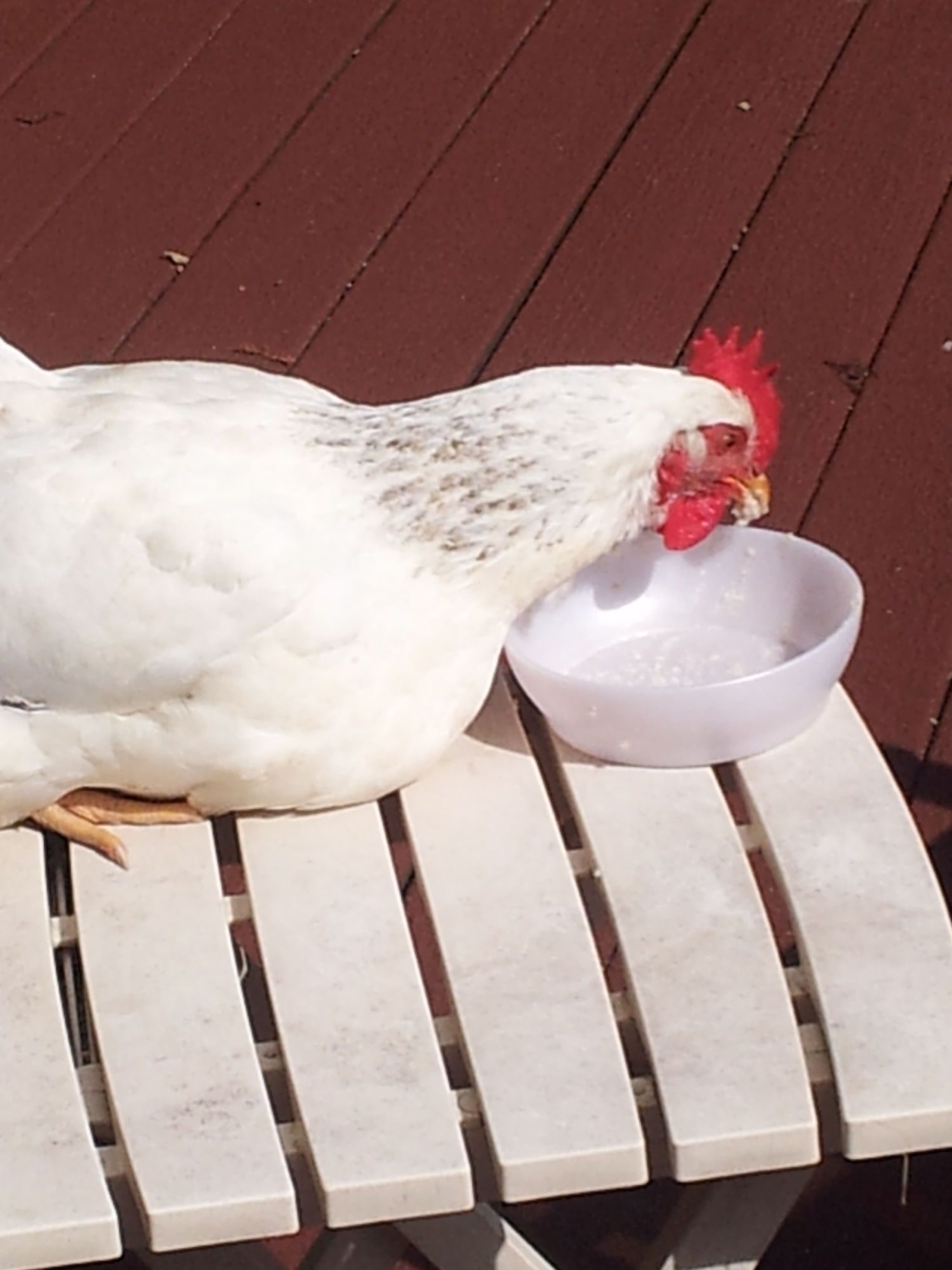 This is gertie one of my oldest hens she is 3 1/3 yrs old and enjoys hang around us on the porch especially when we are eating