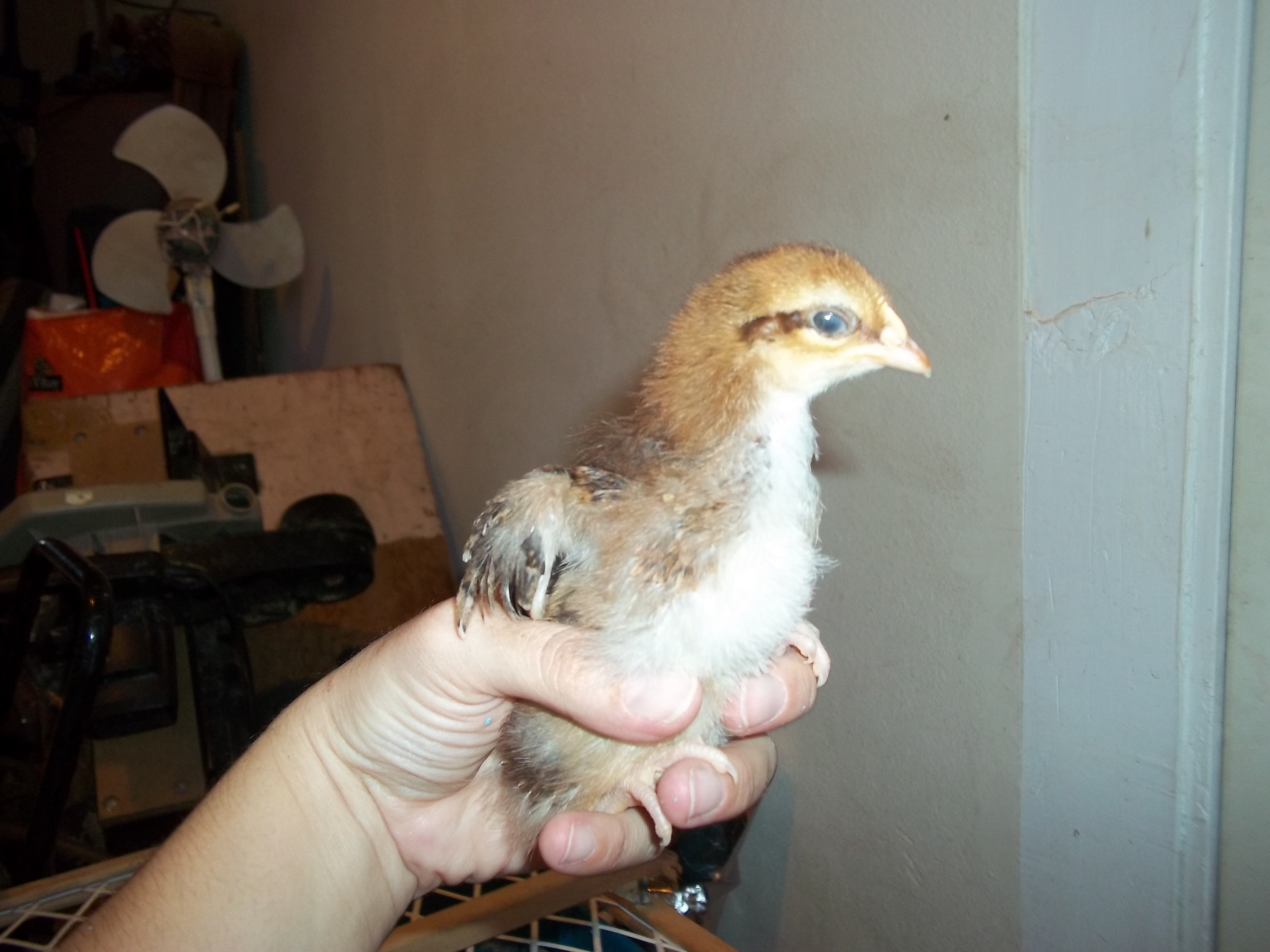 This is Giblet